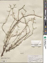 Eriogonum heermannii var. sulcatum image