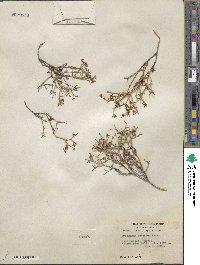 Eriogonum heermannii image