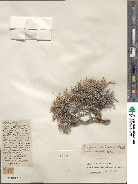 Eriogonum heermannii image