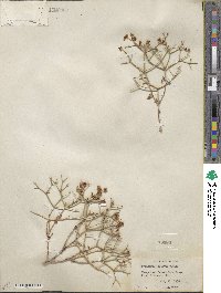 Eriogonum heermannii image
