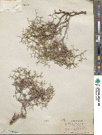 Eriogonum heermannii image