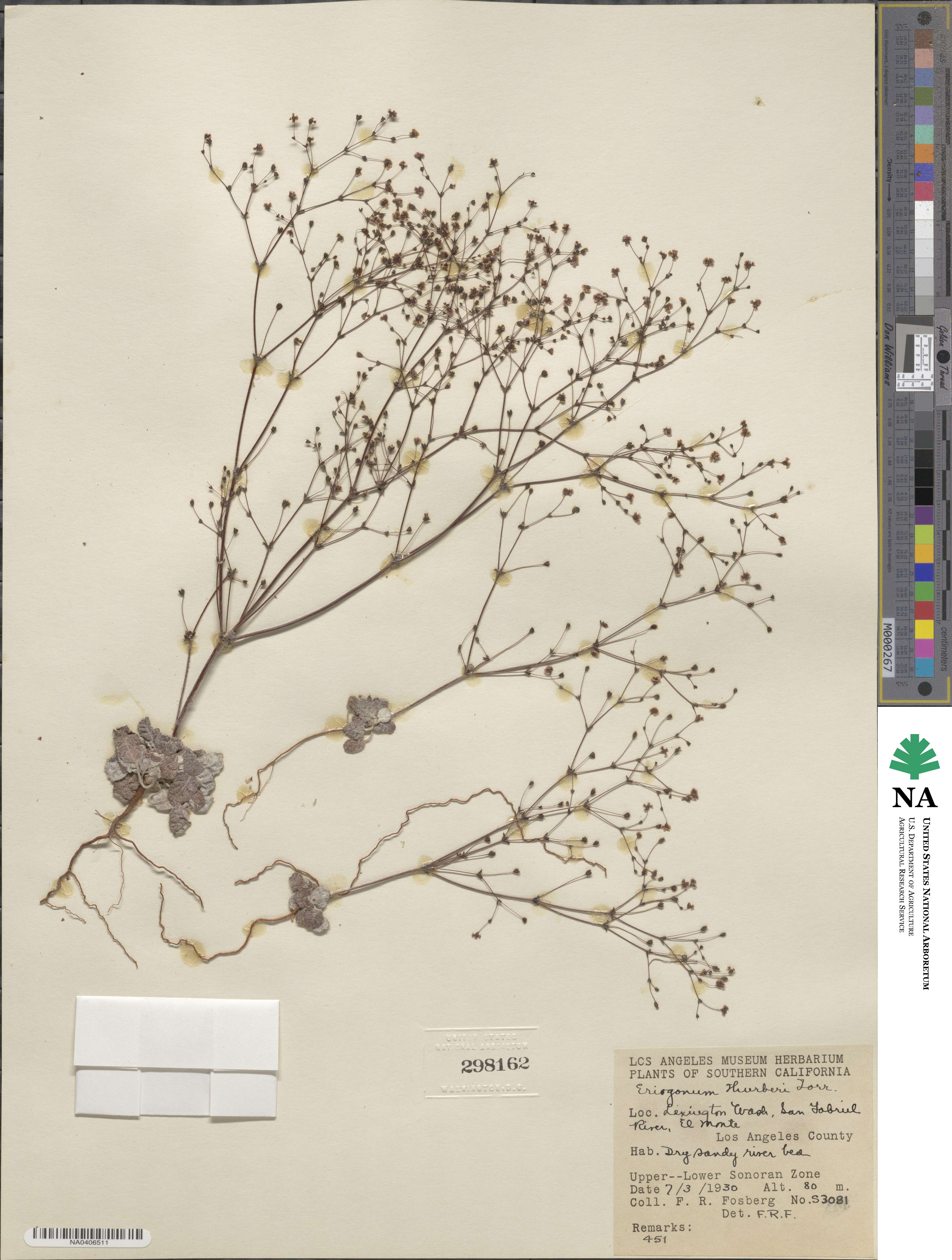 Eriogonum thurberi image