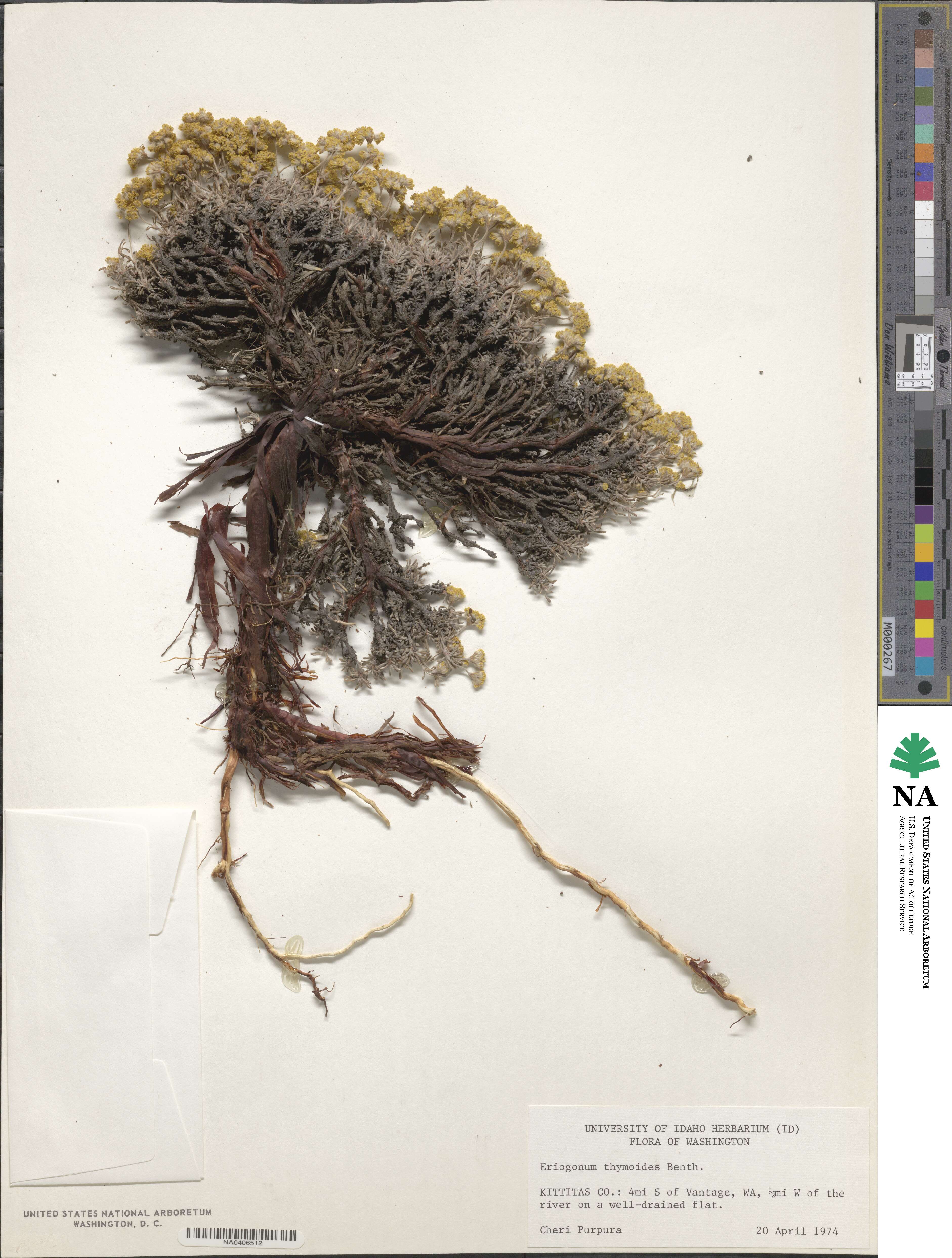 Eriogonum thymoides image
