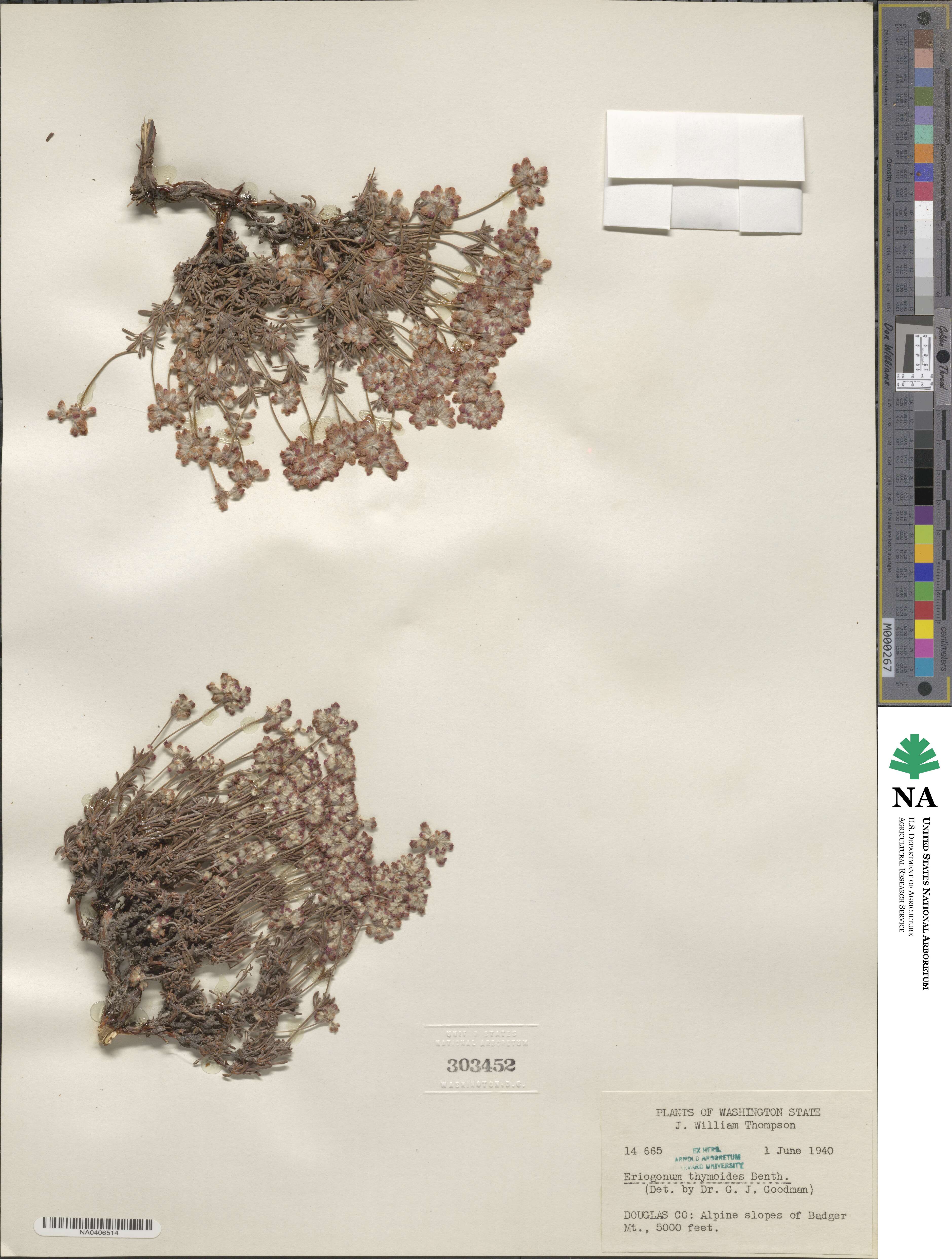 Eriogonum thymoides image