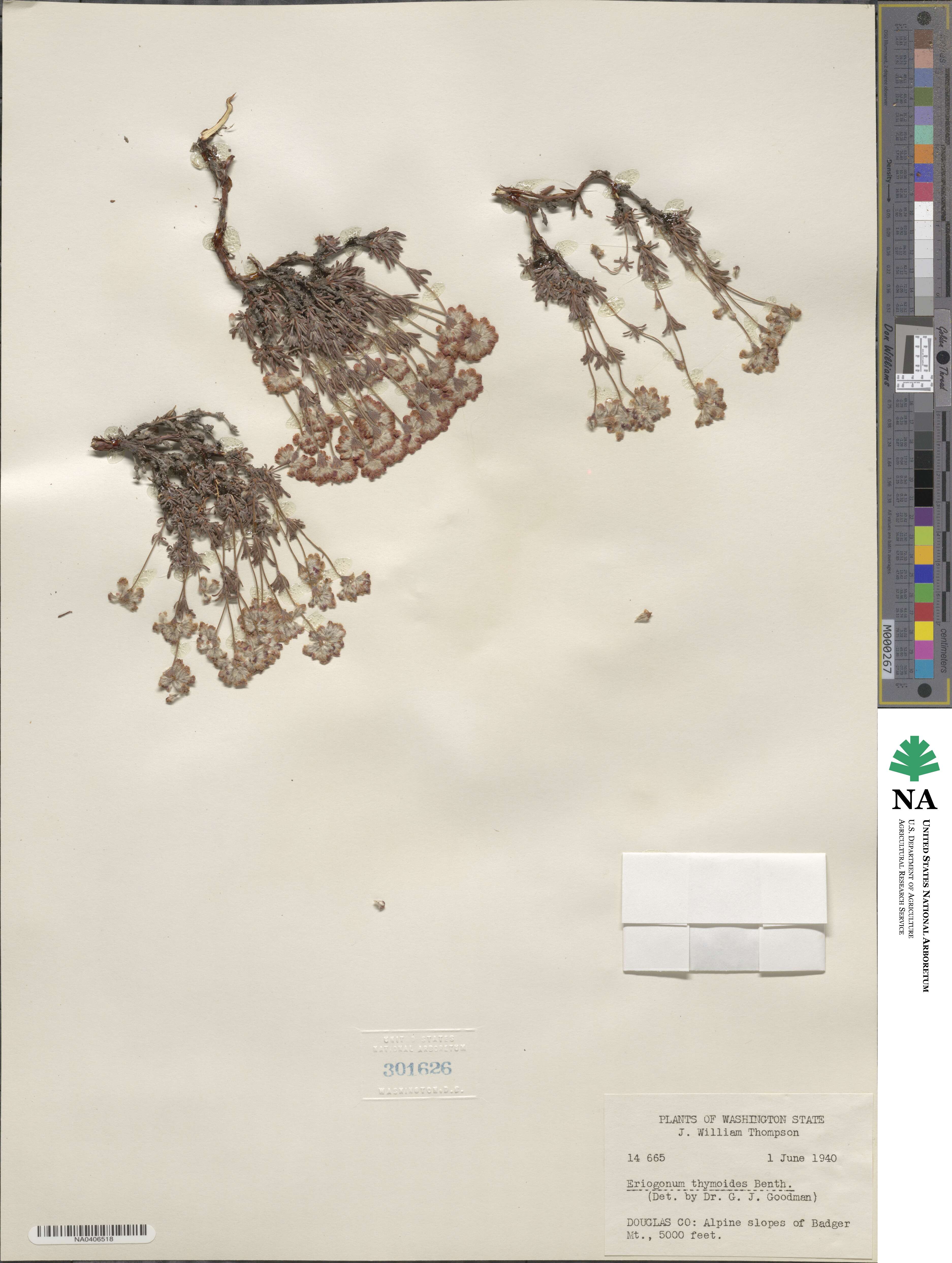 Eriogonum thymoides image