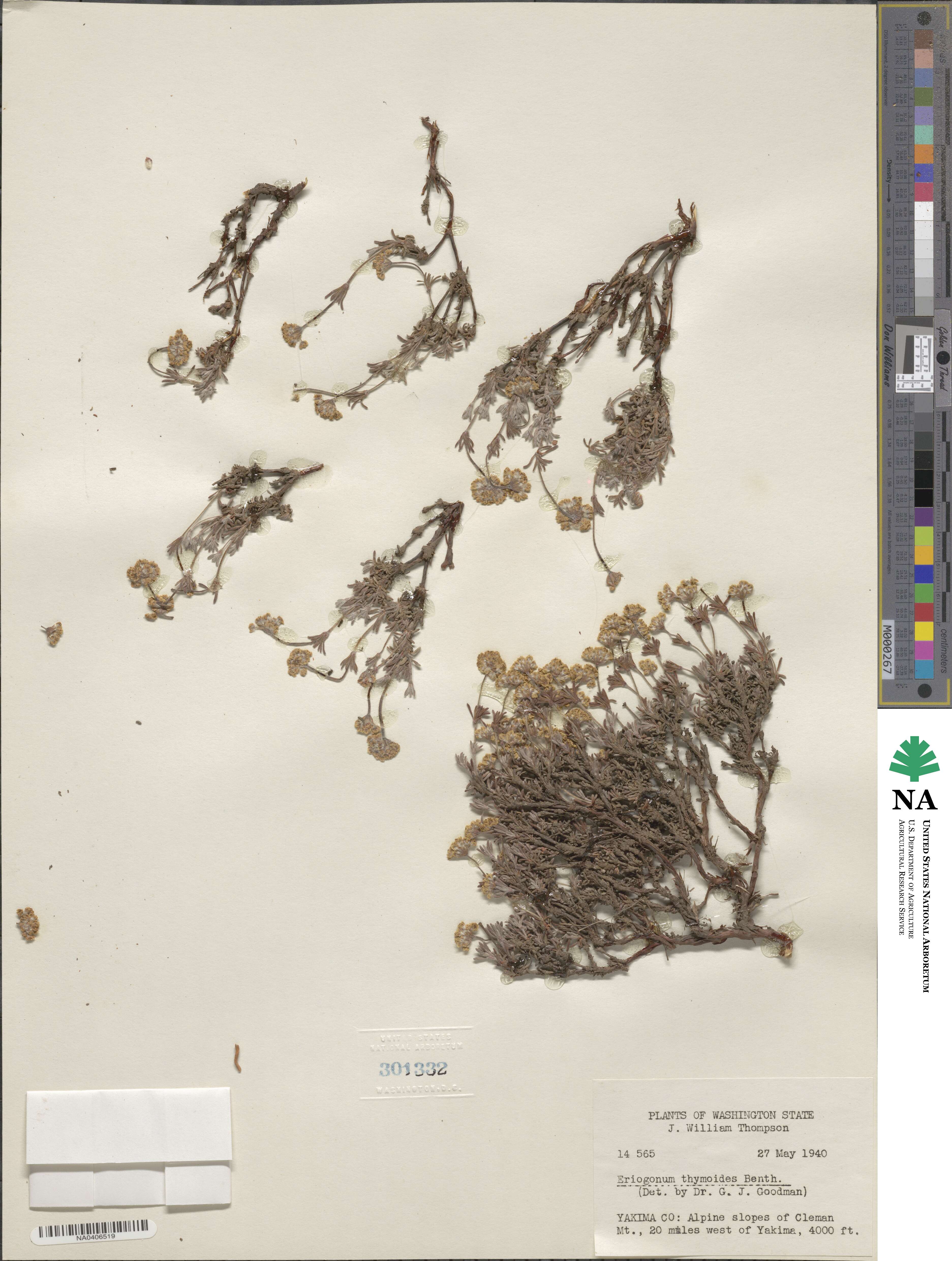 Eriogonum thymoides image