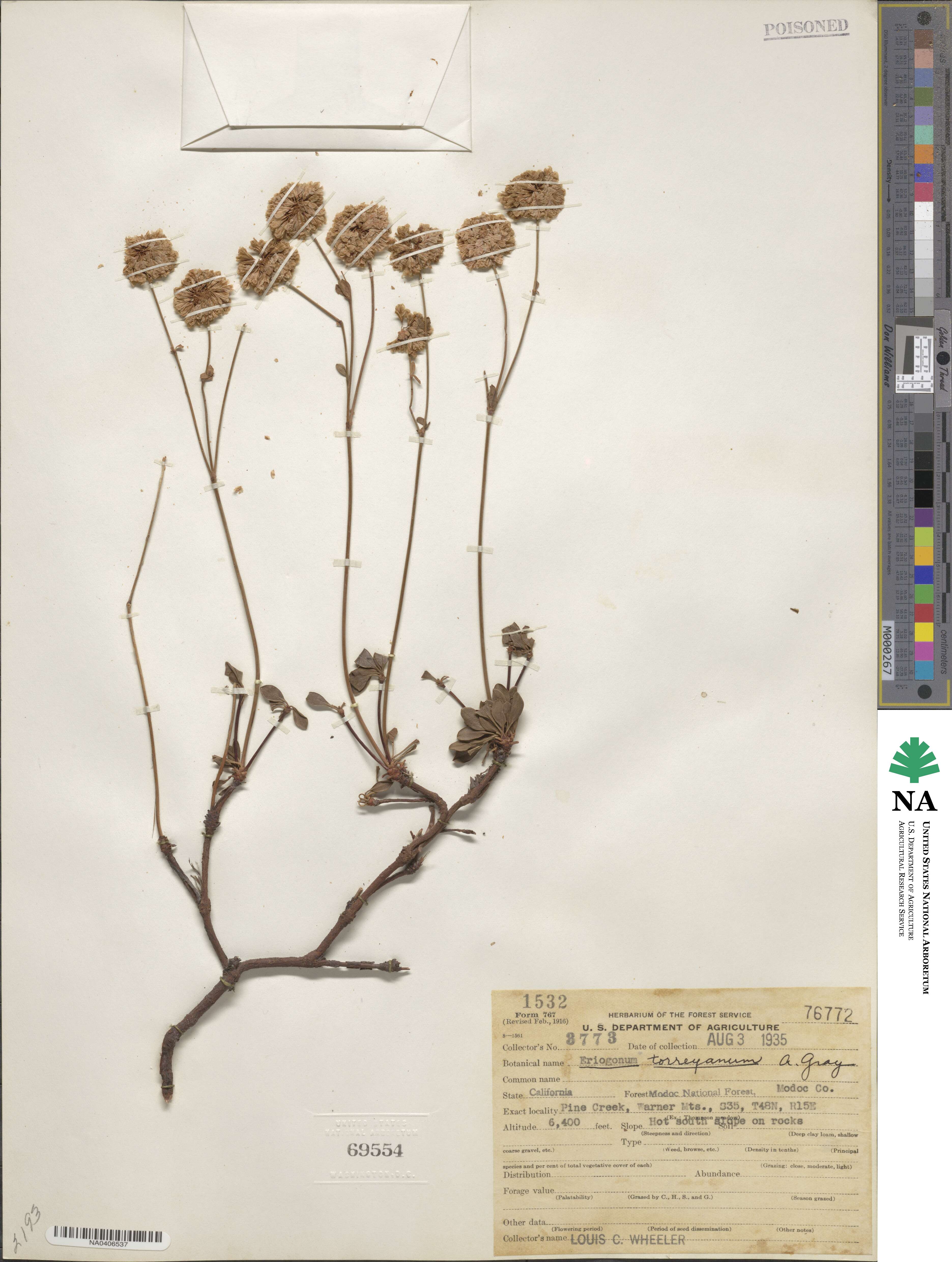 Eriogonum umbellatum var. torreyanum image