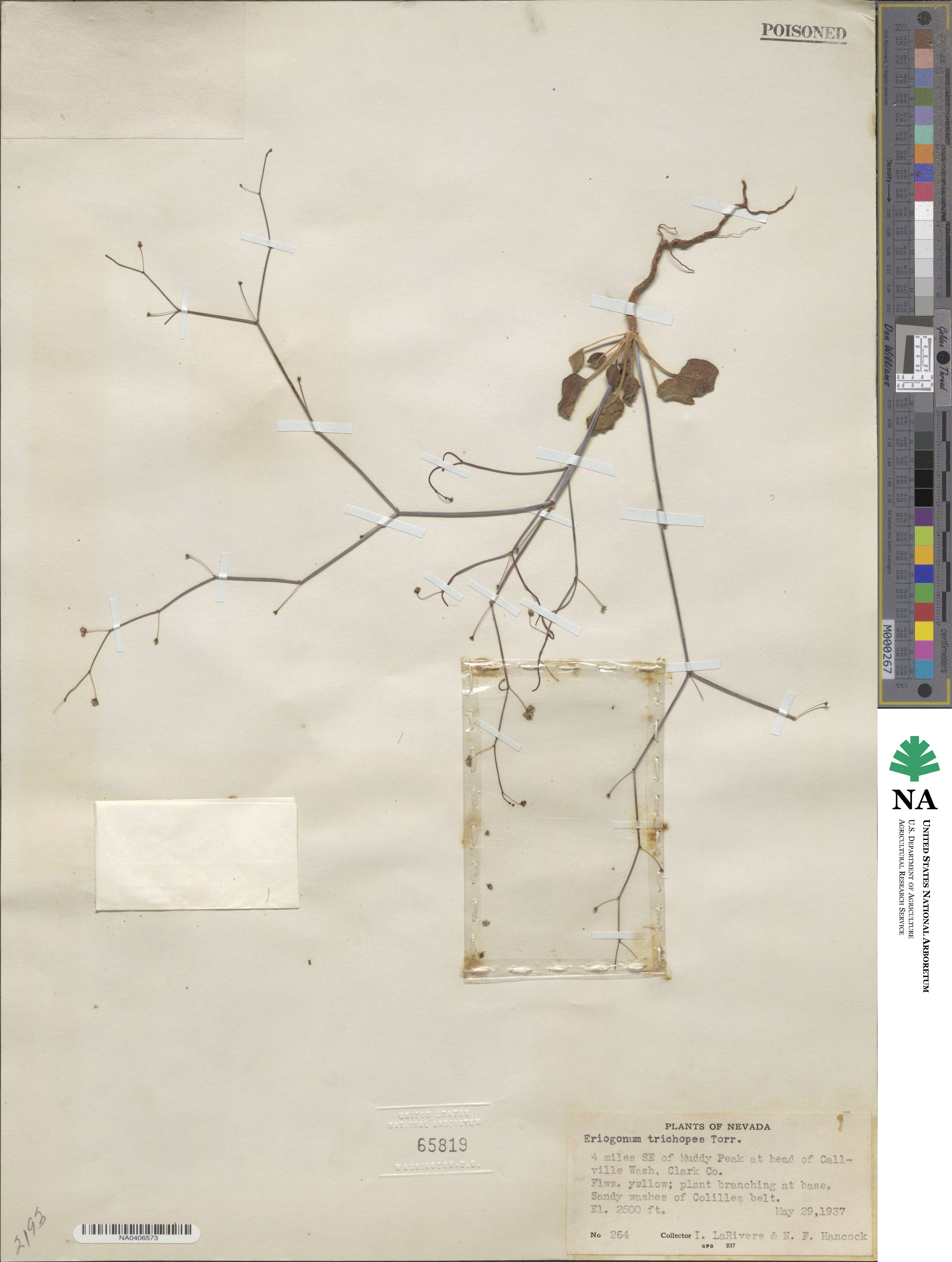 Eriogonum trichopes image