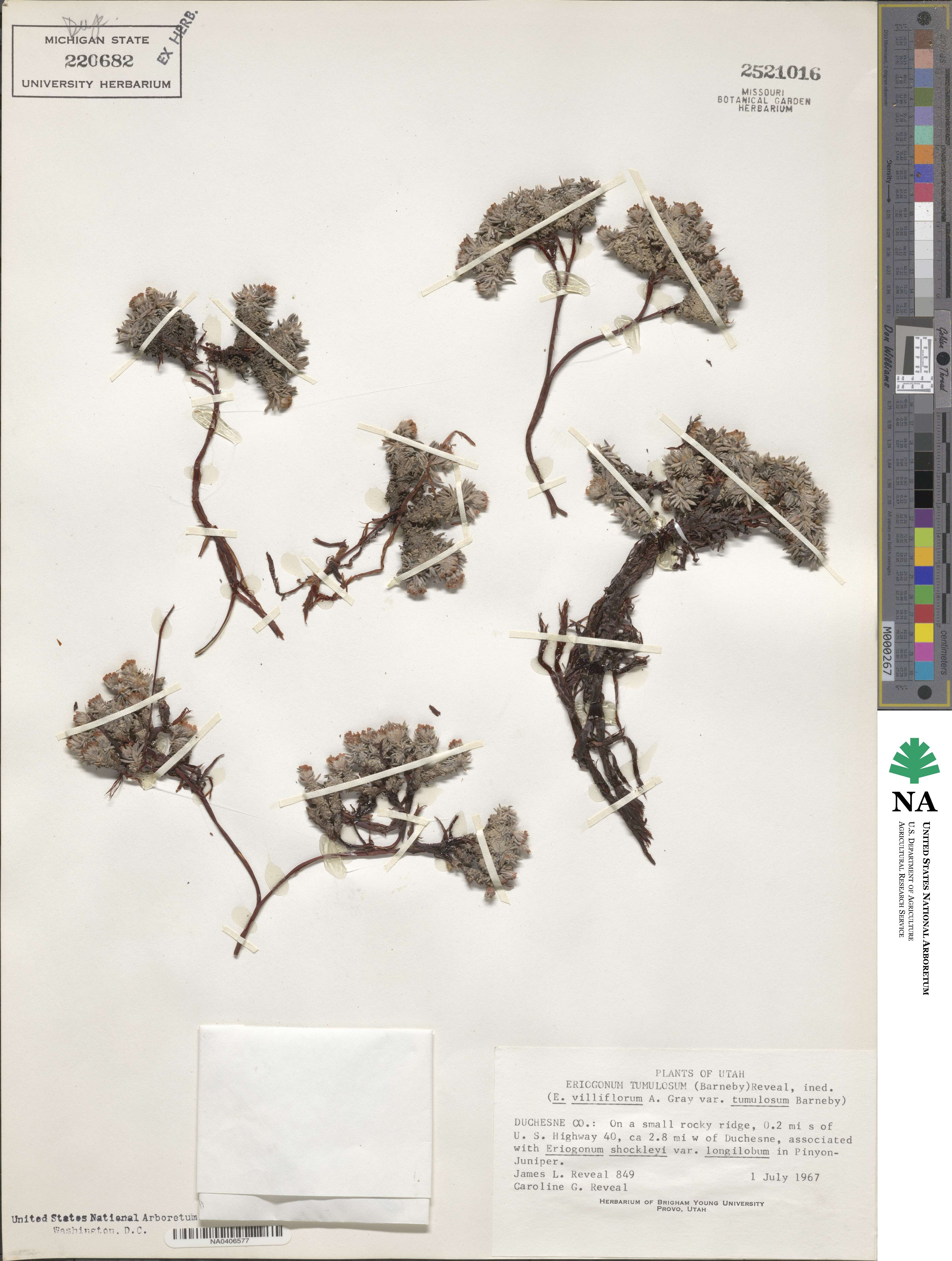 Eriogonum tumulosum image