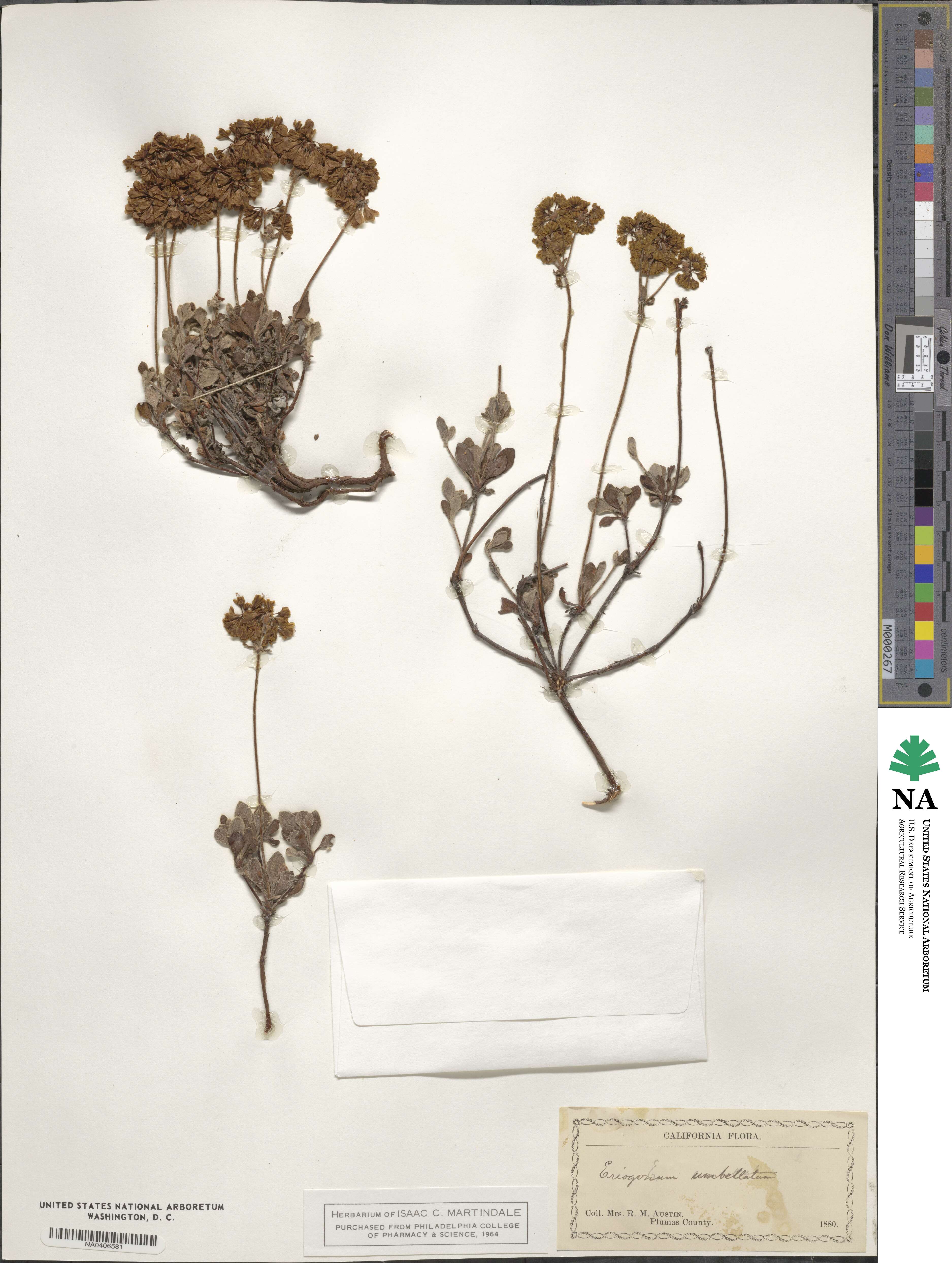 Eriogonum image