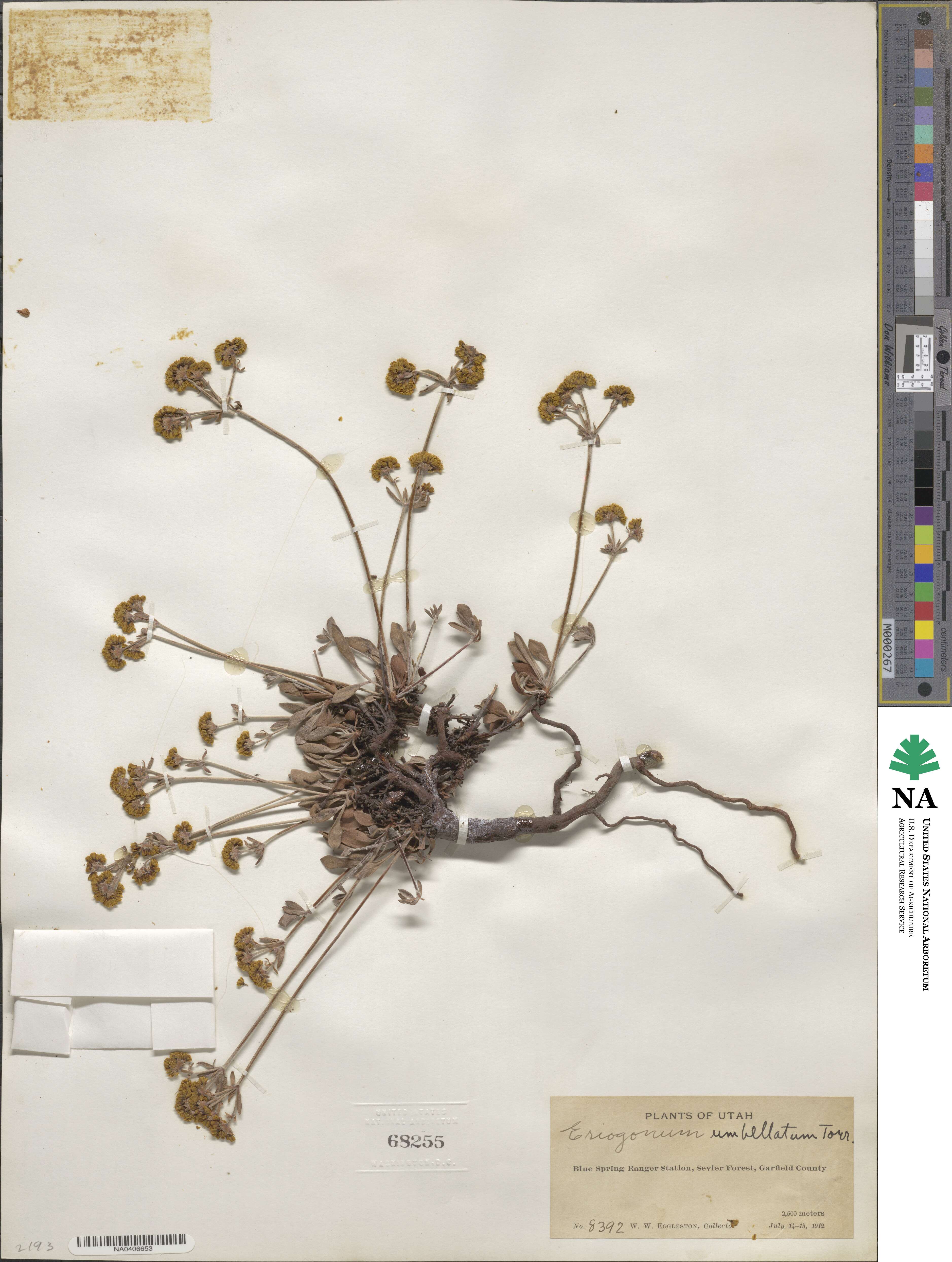 Eriogonum umbellatum image