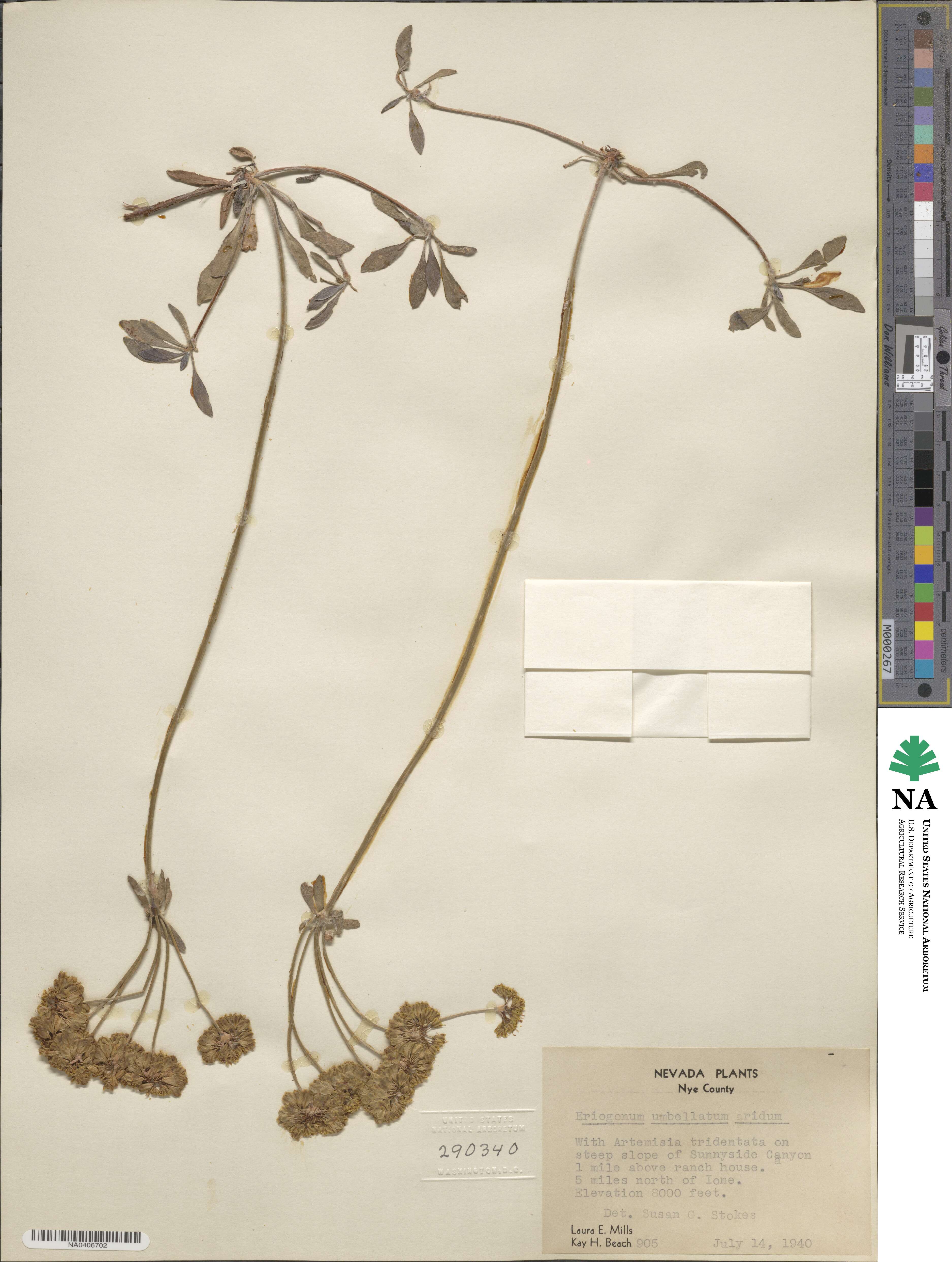 Eriogonum umbellatum var. dichrocephalum image