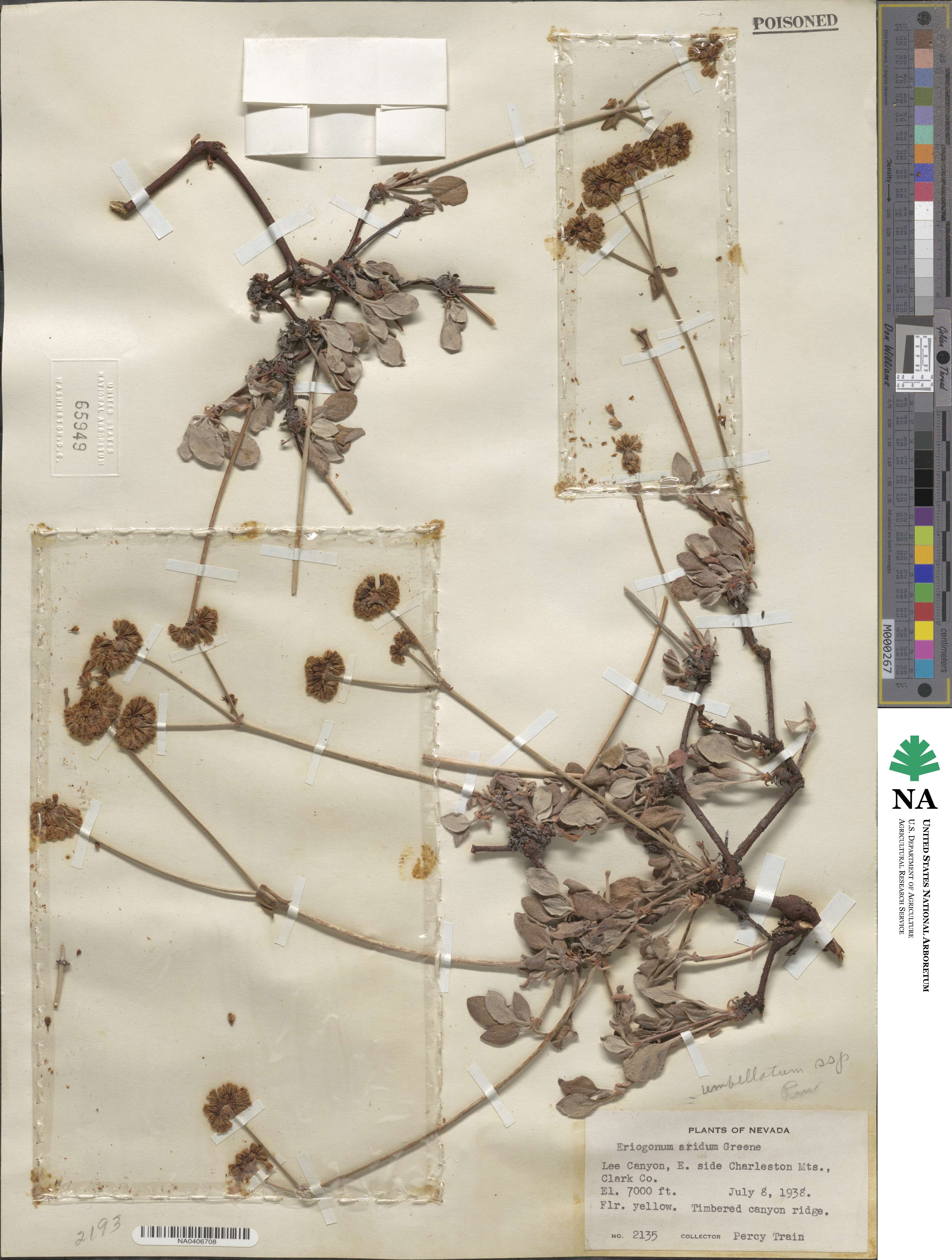 Eriogonum umbellatum var. dichrocephalum image