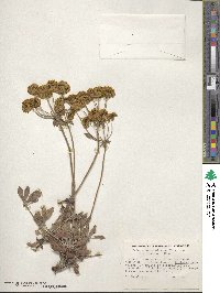 Eriogonum umbellatum var. aureum image