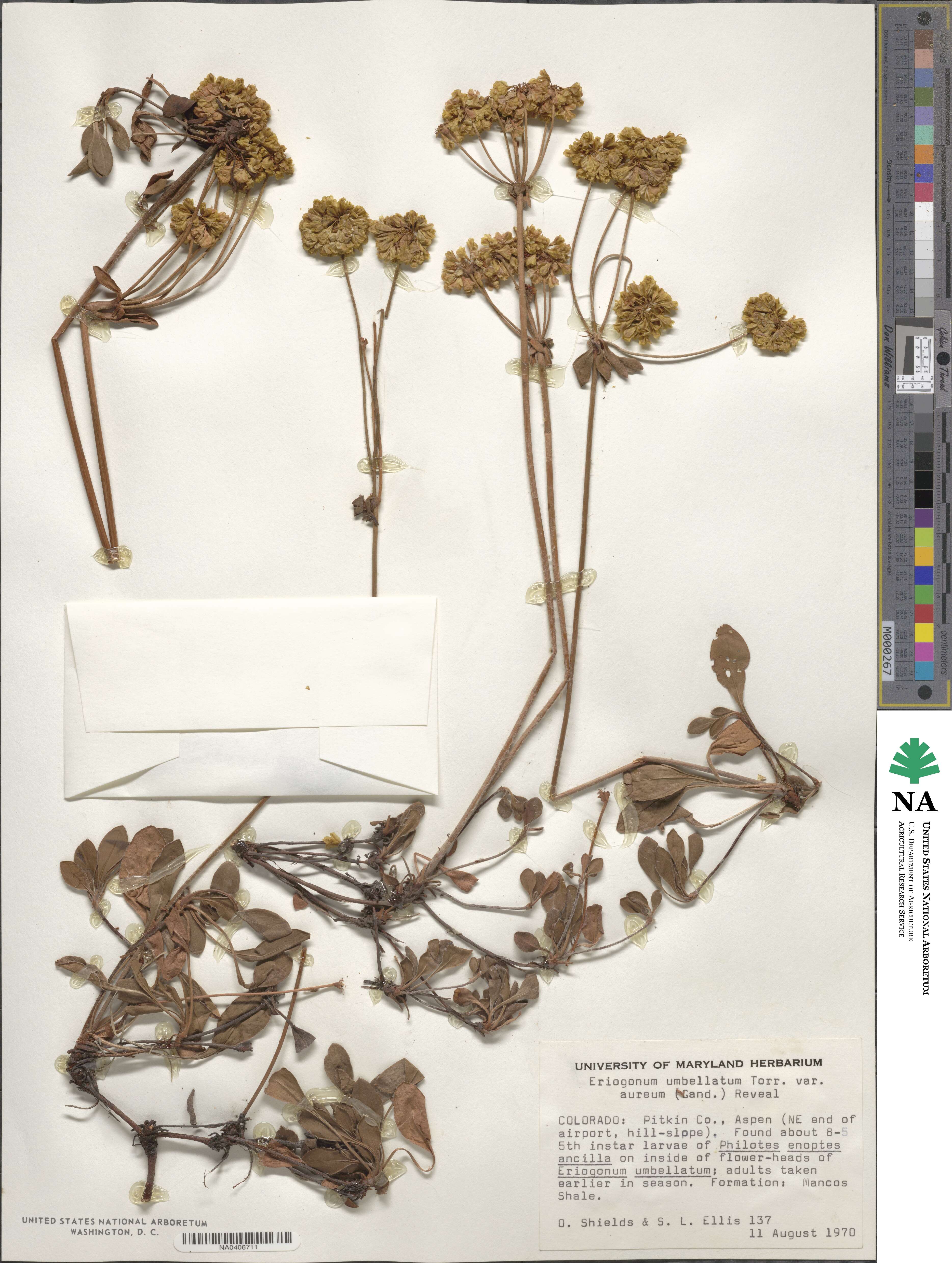 Eriogonum umbellatum var. aureum image
