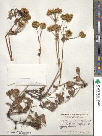 Eriogonum umbellatum var. aureum image