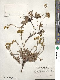 Eriogonum umbellatum var. aureum image