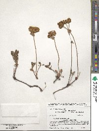 Eriogonum umbellatum var. aureum image