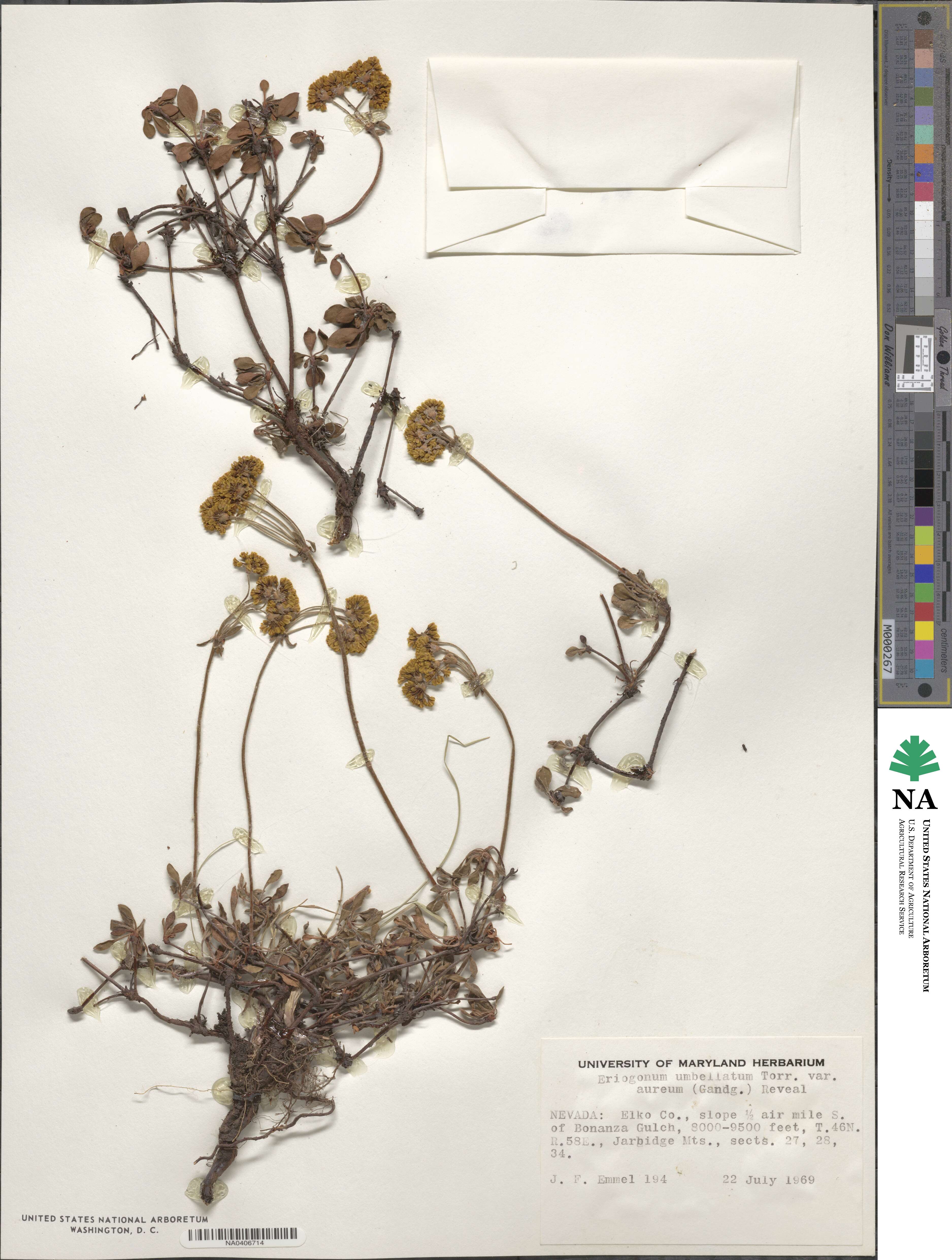 Eriogonum umbellatum var. aureum image