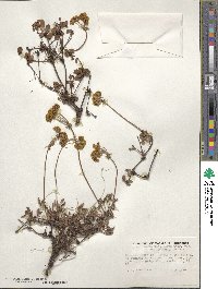 Eriogonum umbellatum var. aureum image