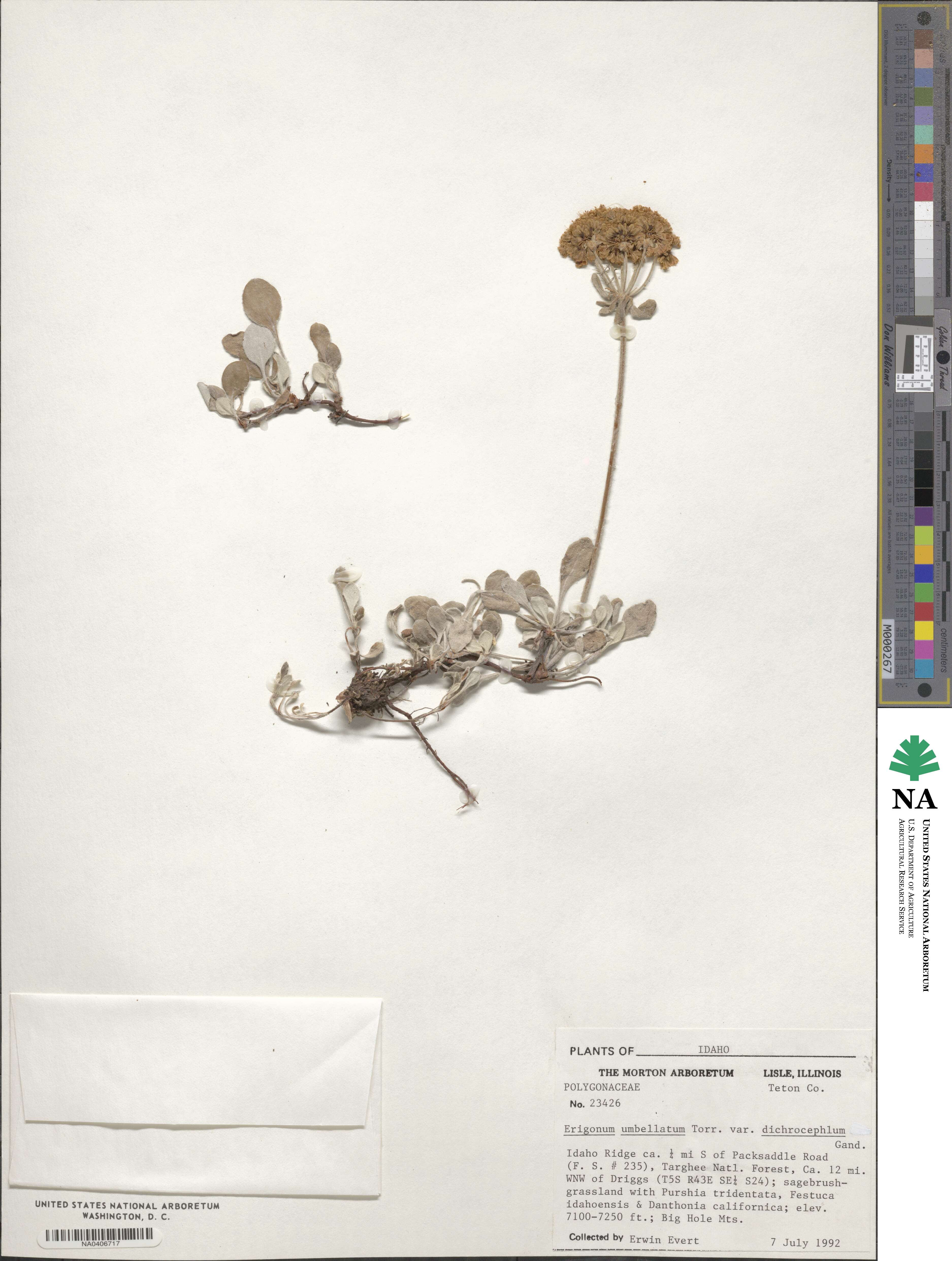 Eriogonum umbellatum var. dichrocephalum image