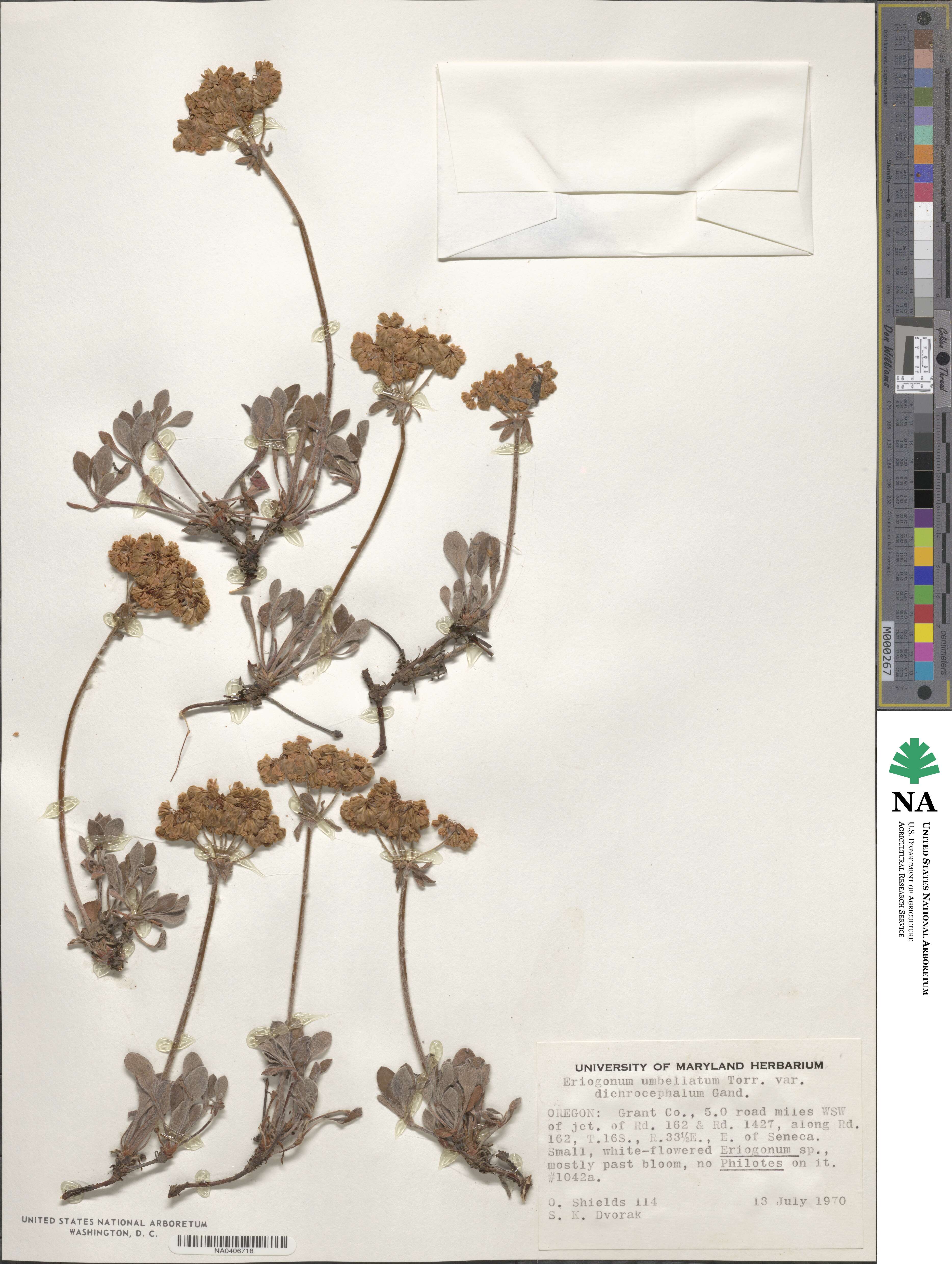 Eriogonum umbellatum var. dichrocephalum image