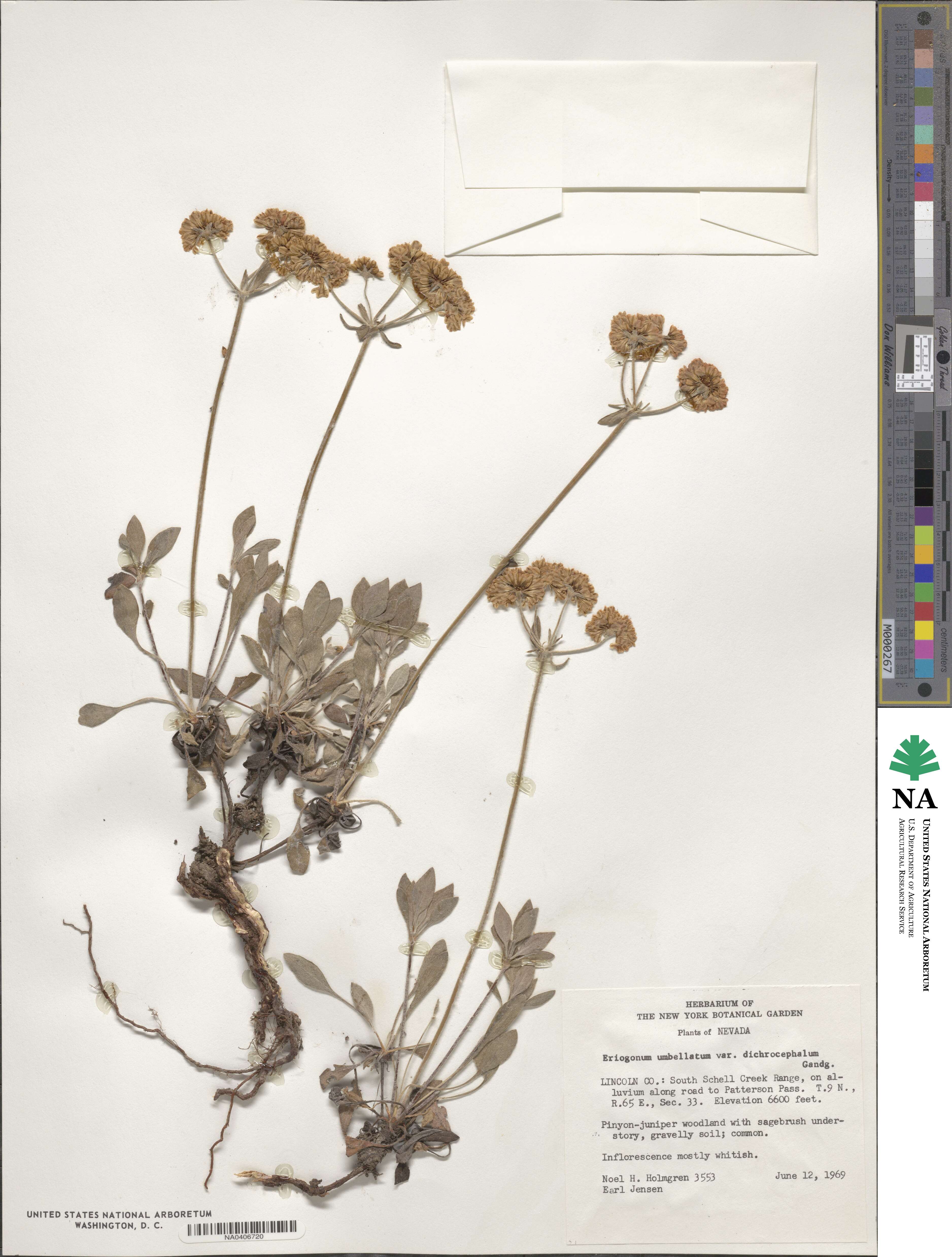 Eriogonum umbellatum var. dichrocephalum image