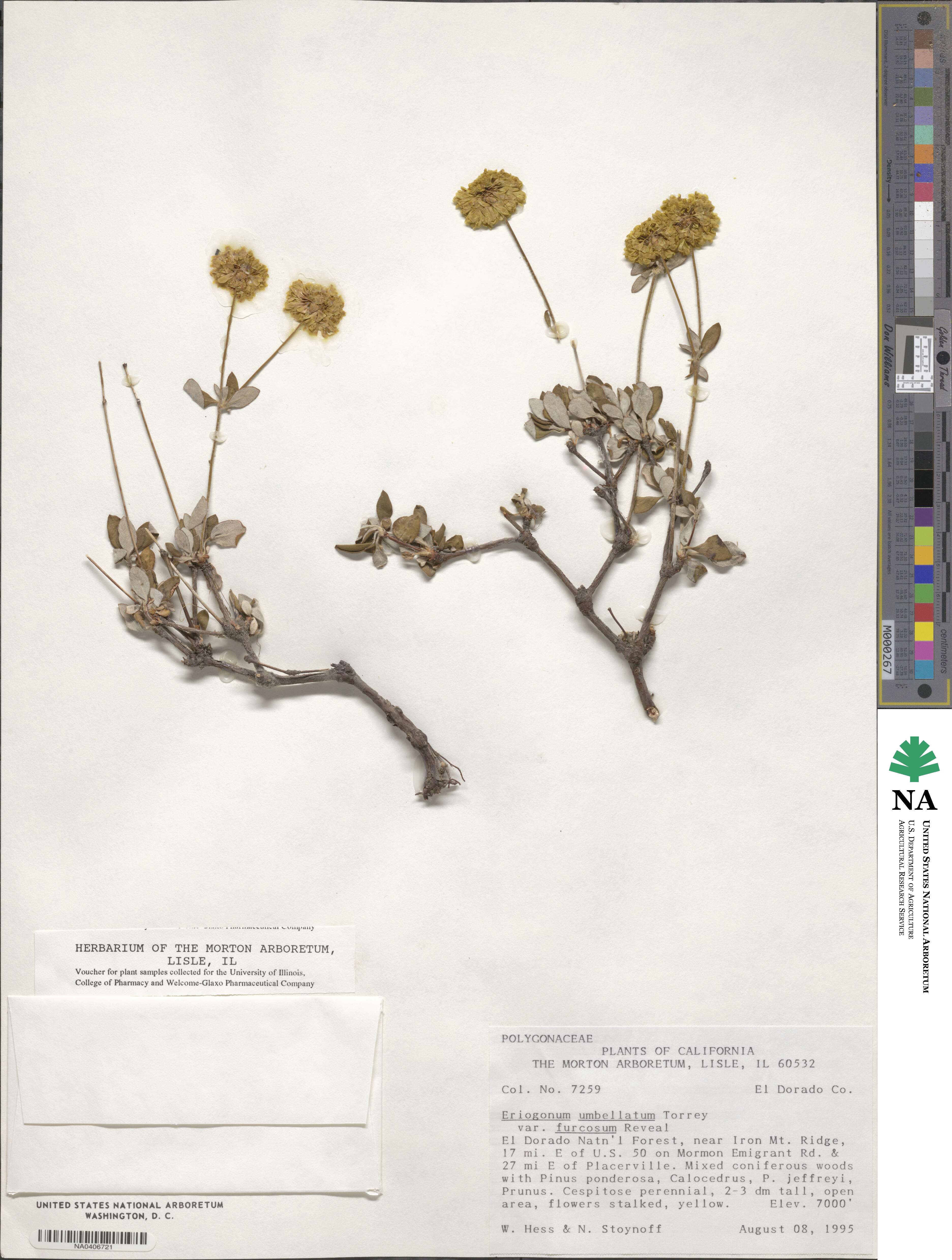 Eriogonum umbellatum var. furcosum image