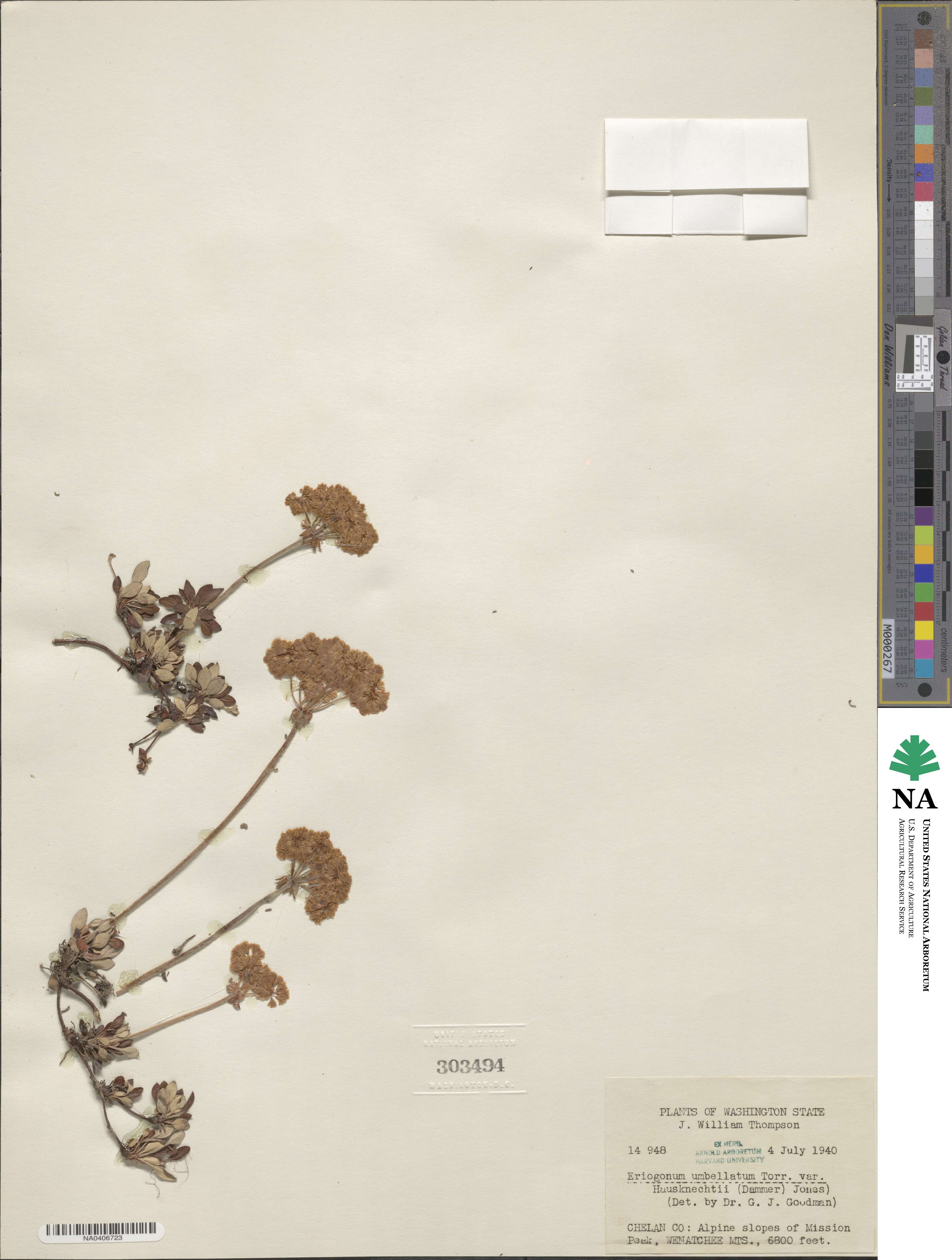 Eriogonum umbellatum var. hausknechtii image