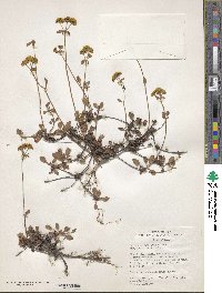 Eriogonum umbellatum var. aureum image