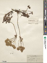 Eriogonum umbellatum var. aureum image