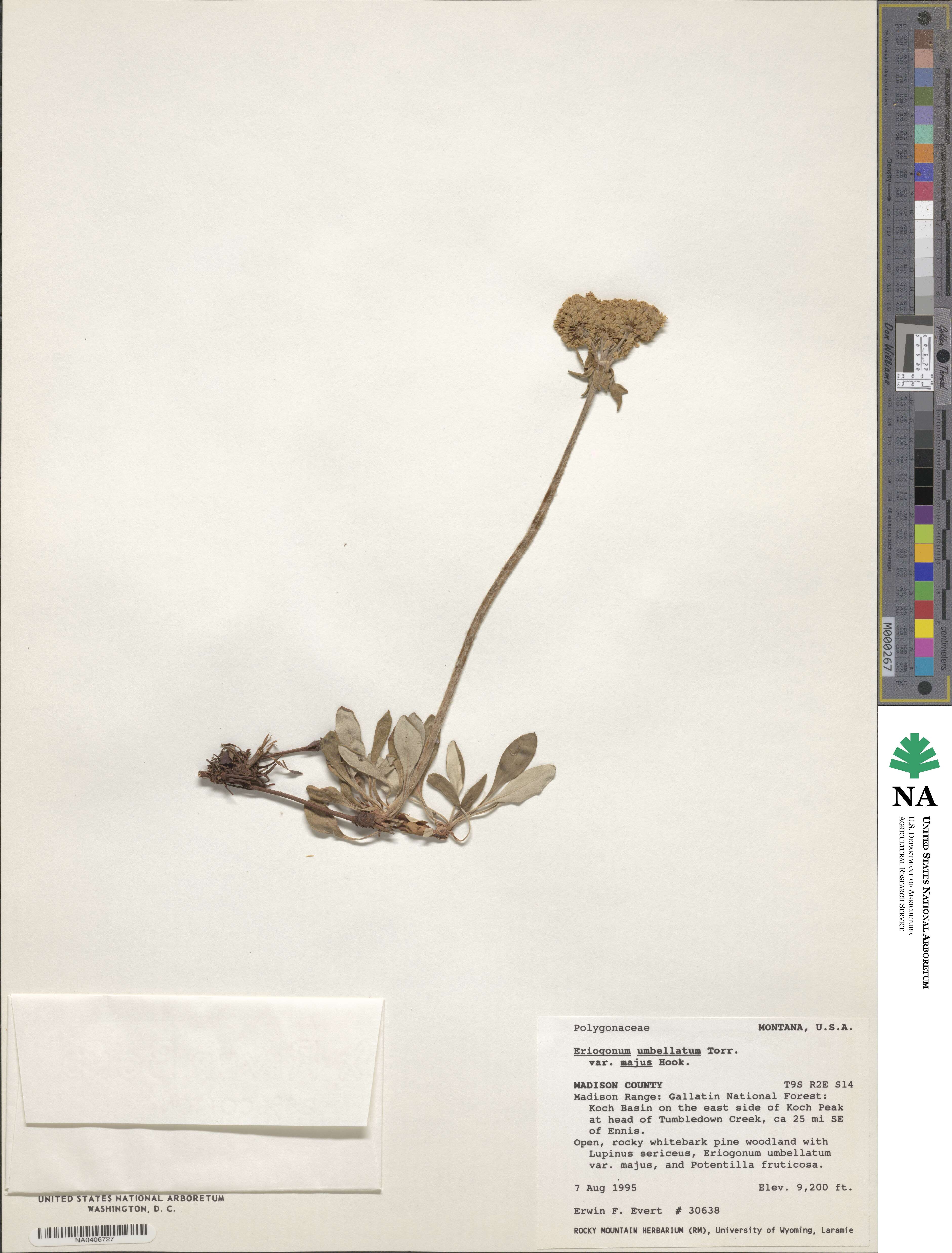 Eriogonum umbellatum var. majus image