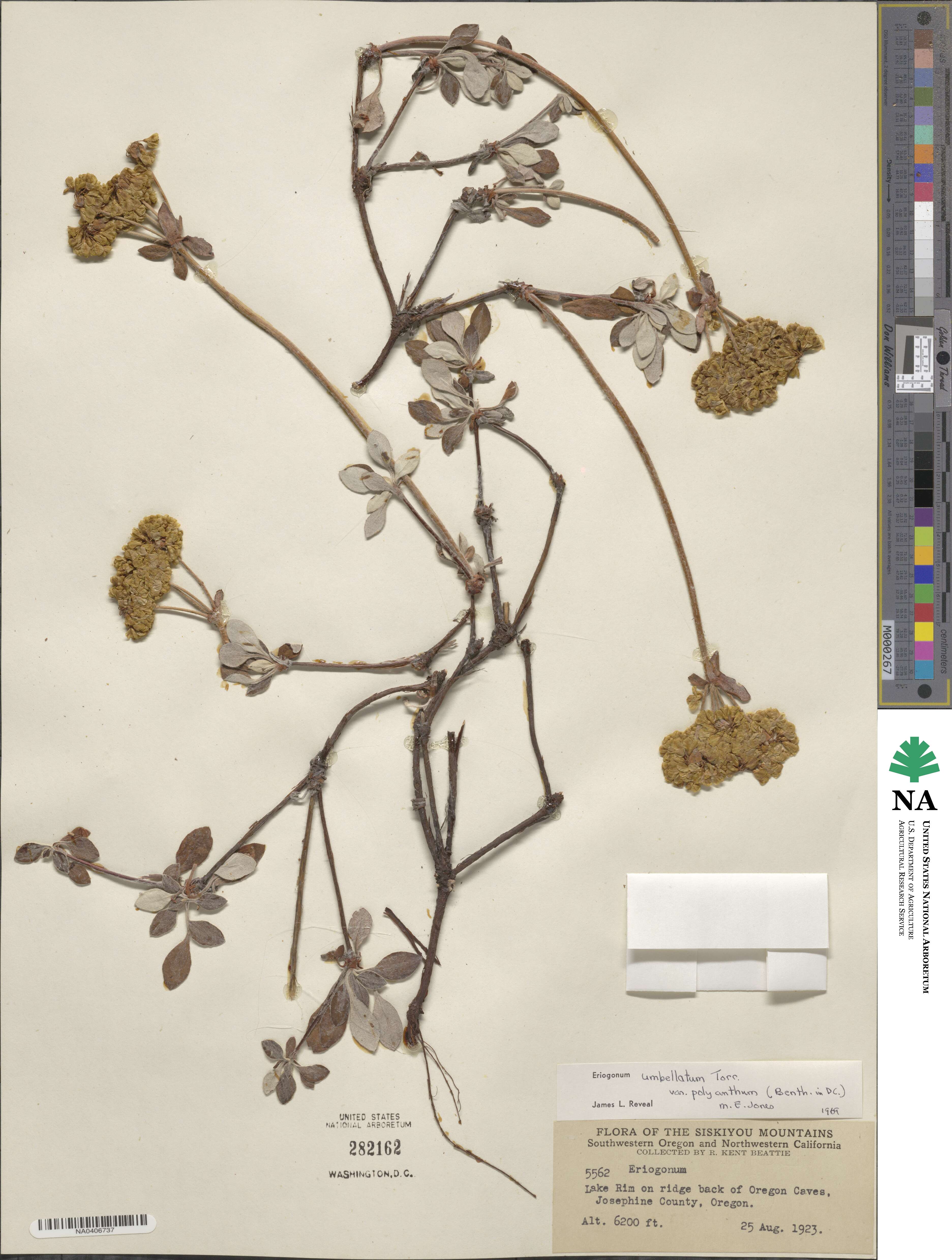 Eriogonum umbellatum var. polyanthum image