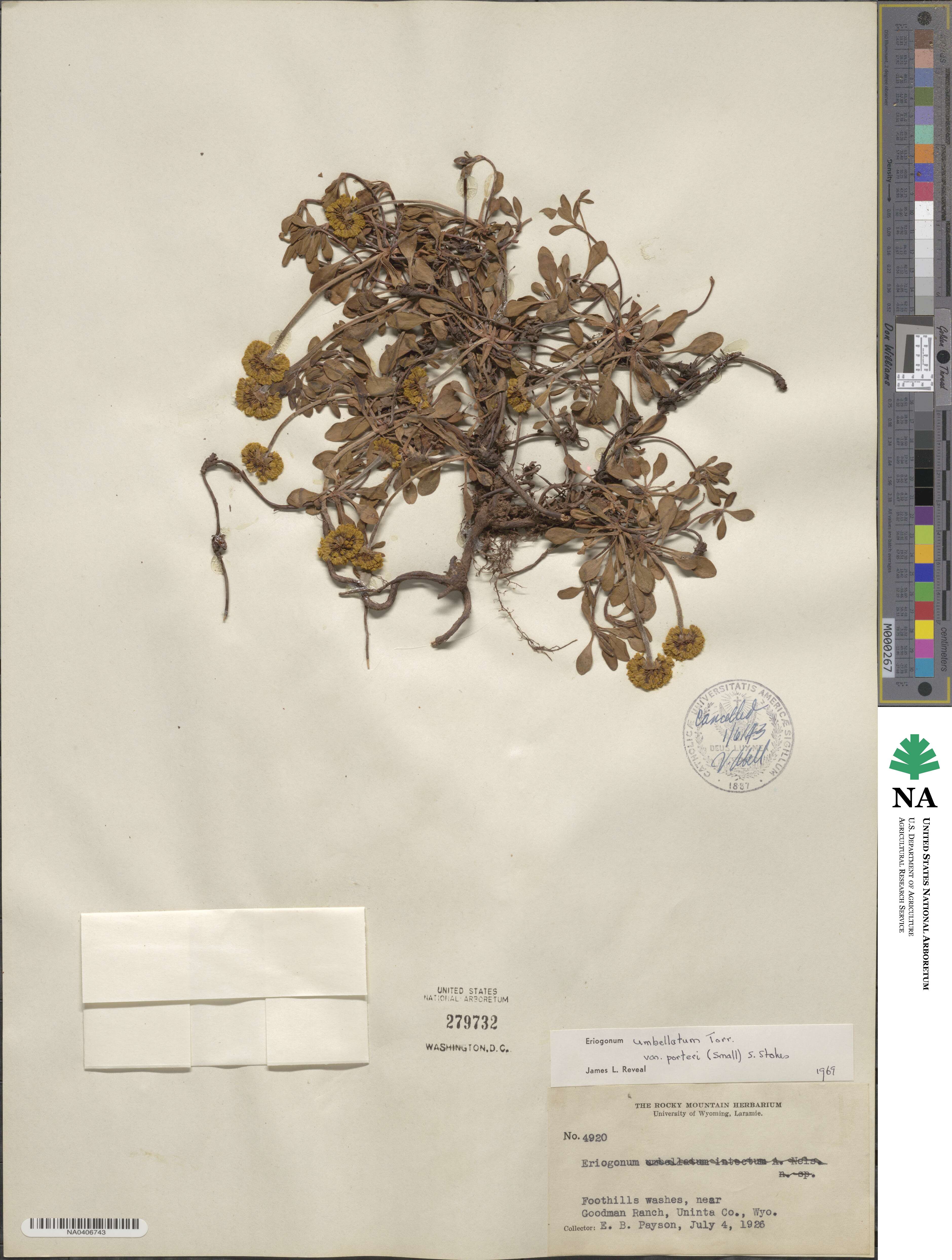 Eriogonum umbellatum var. porteri image