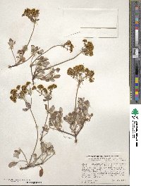 Eriogonum umbellatum var. ellipticum image