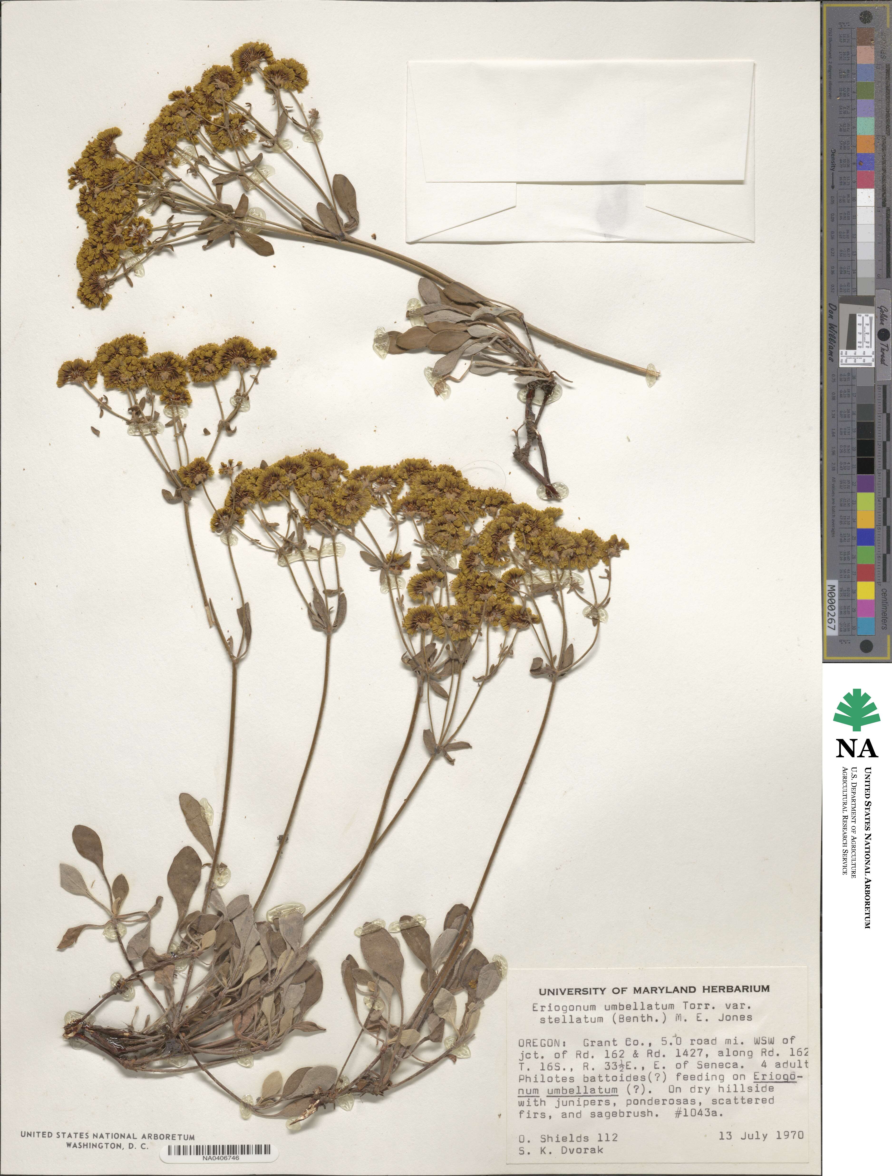 Eriogonum umbellatum var. ellipticum image
