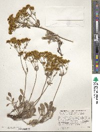 Eriogonum umbellatum var. ellipticum image