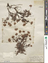 Eriogonum umbellatum var. ellipticum image