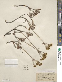Eriogonum umbellatum var. ellipticum image
