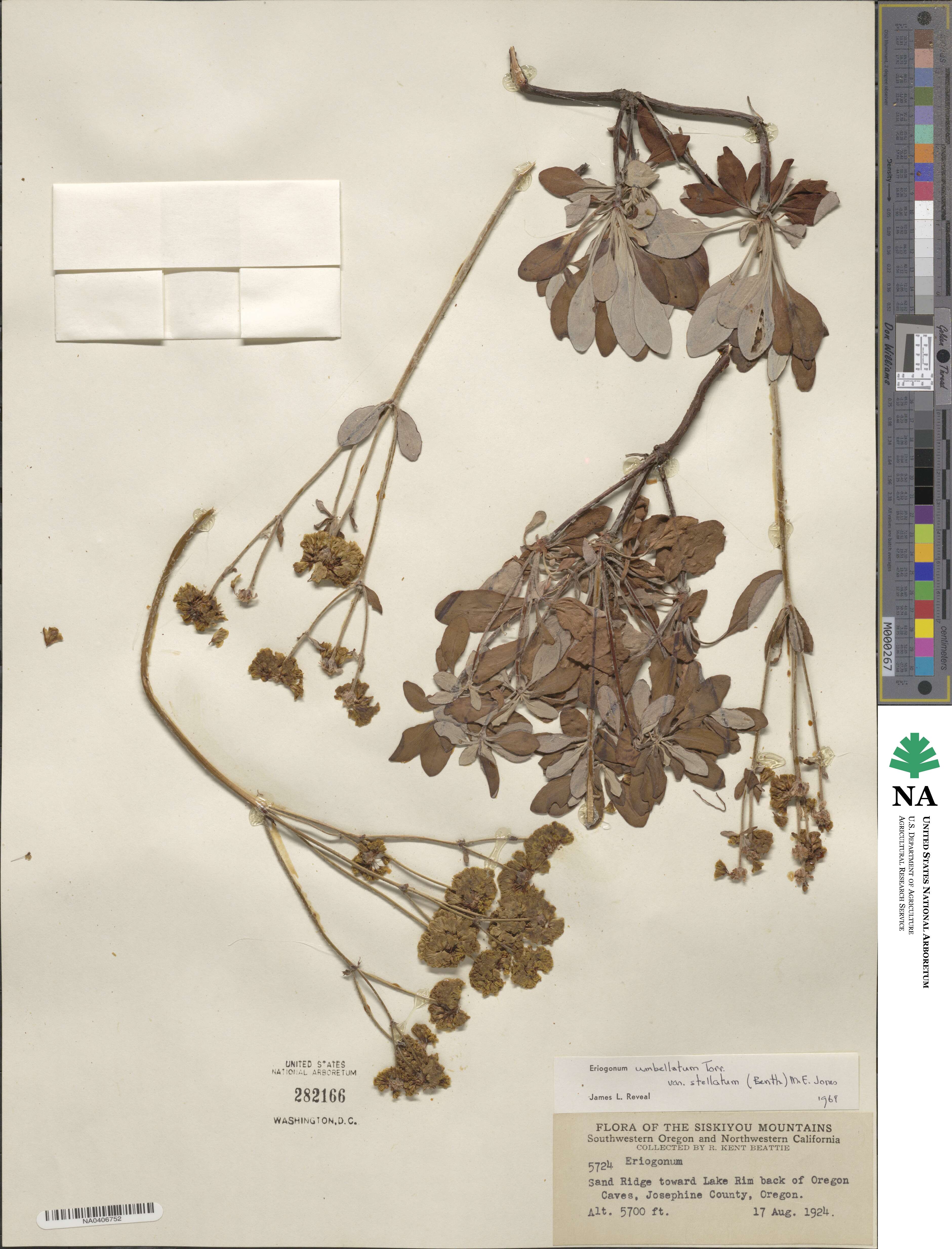Eriogonum umbellatum var. ellipticum image