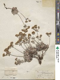 Eriogonum umbellatum var. ellipticum image