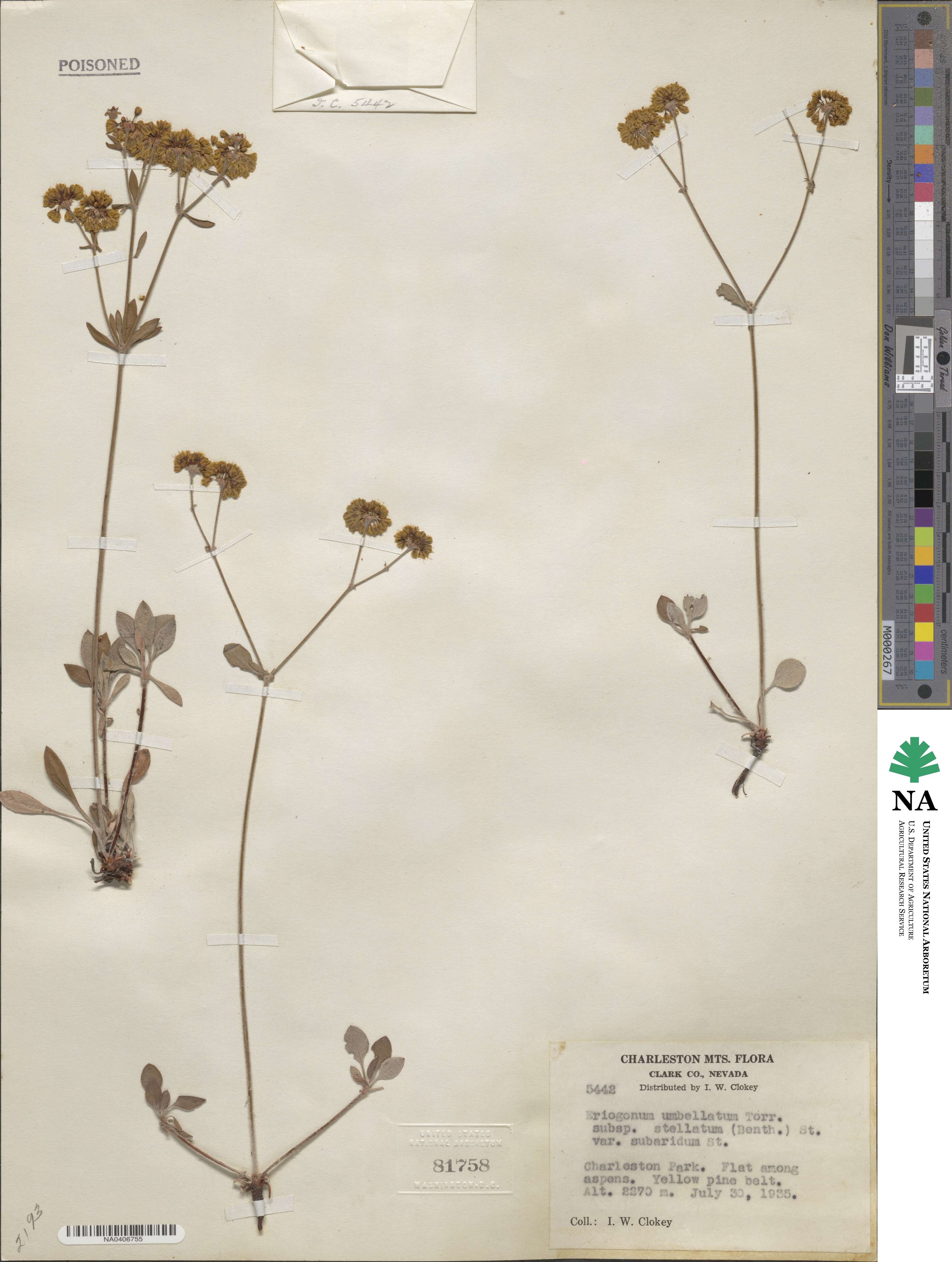 Eriogonum umbellatum var. subaridum image