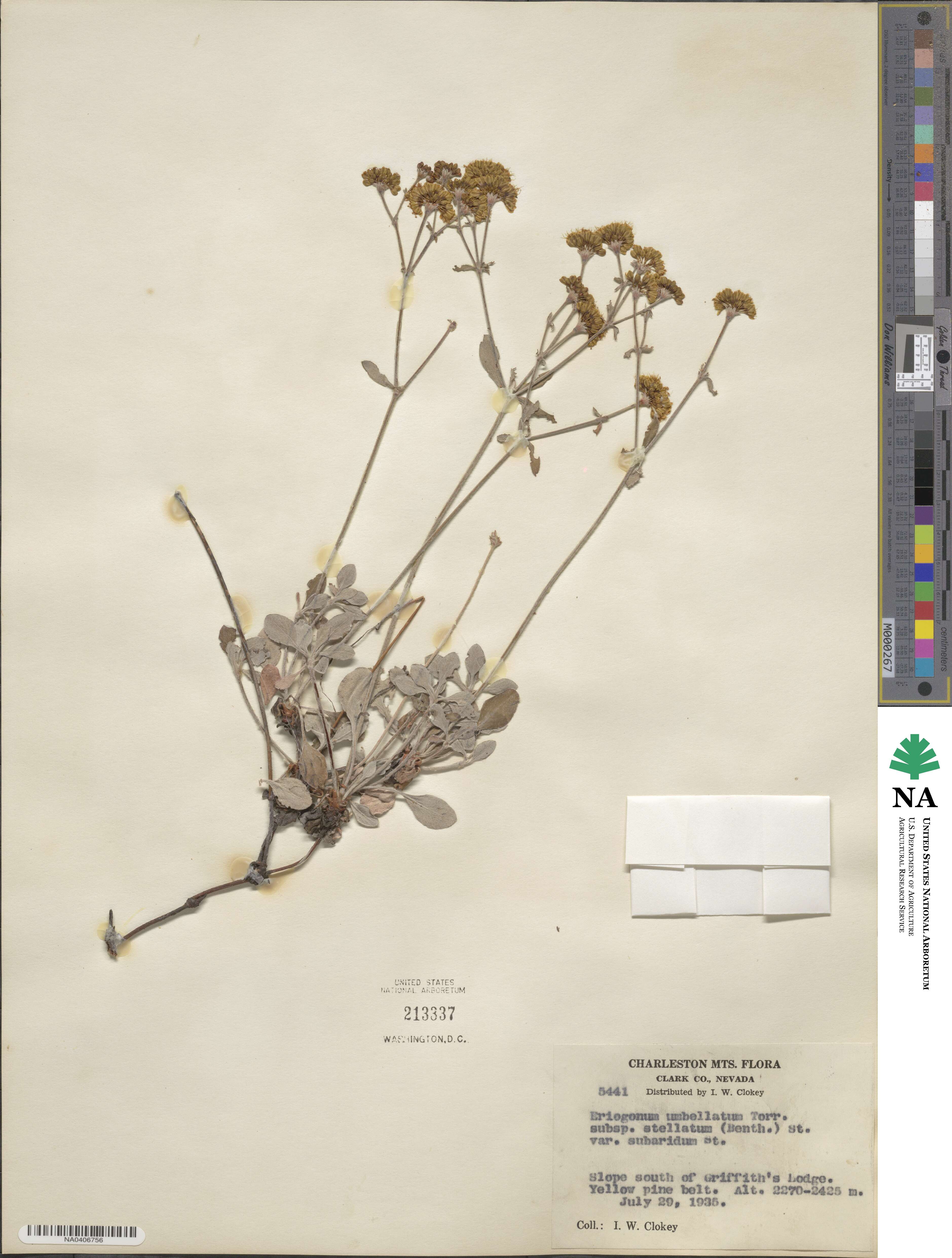 Eriogonum umbellatum var. subaridum image