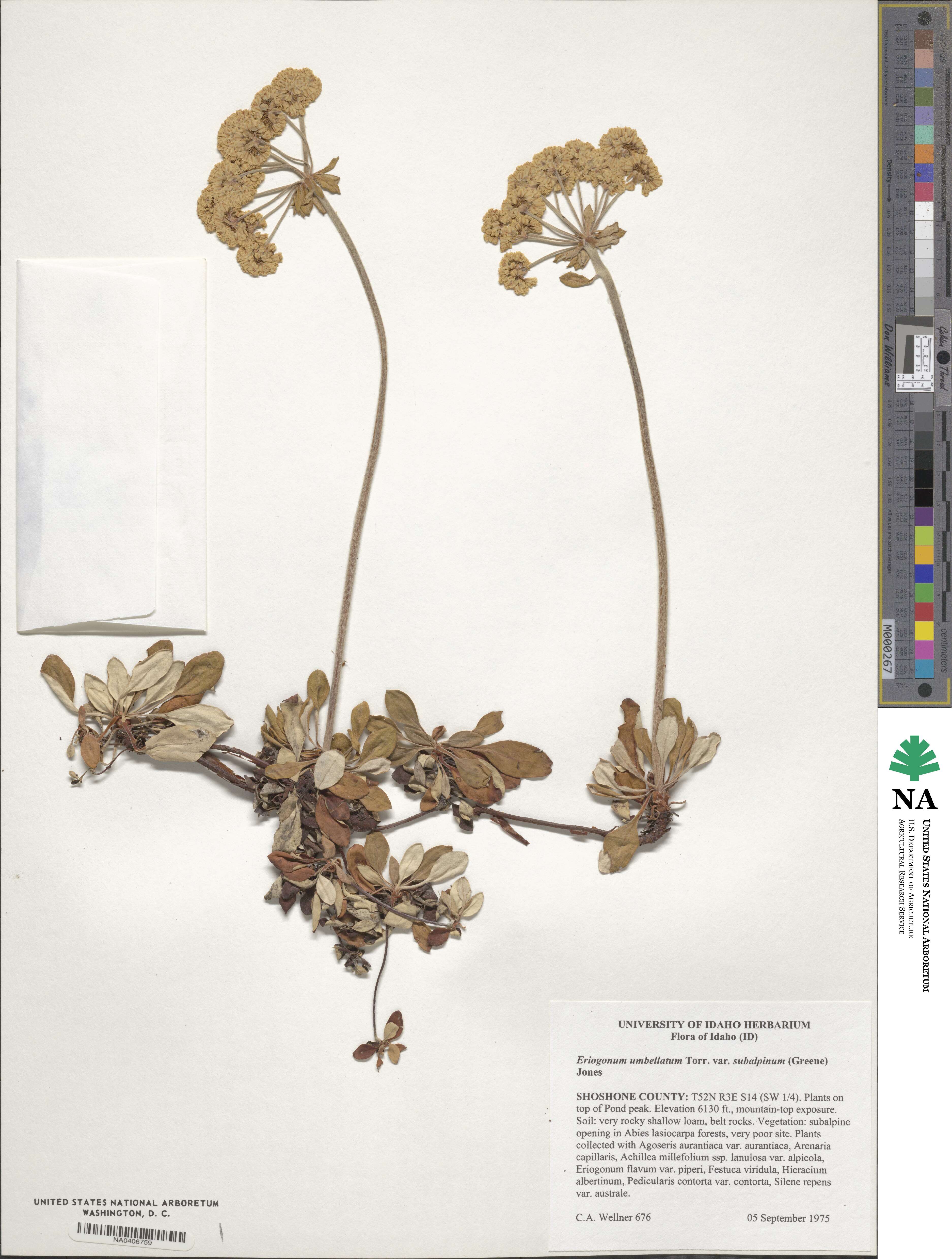 Eriogonum umbellatum var. majus image