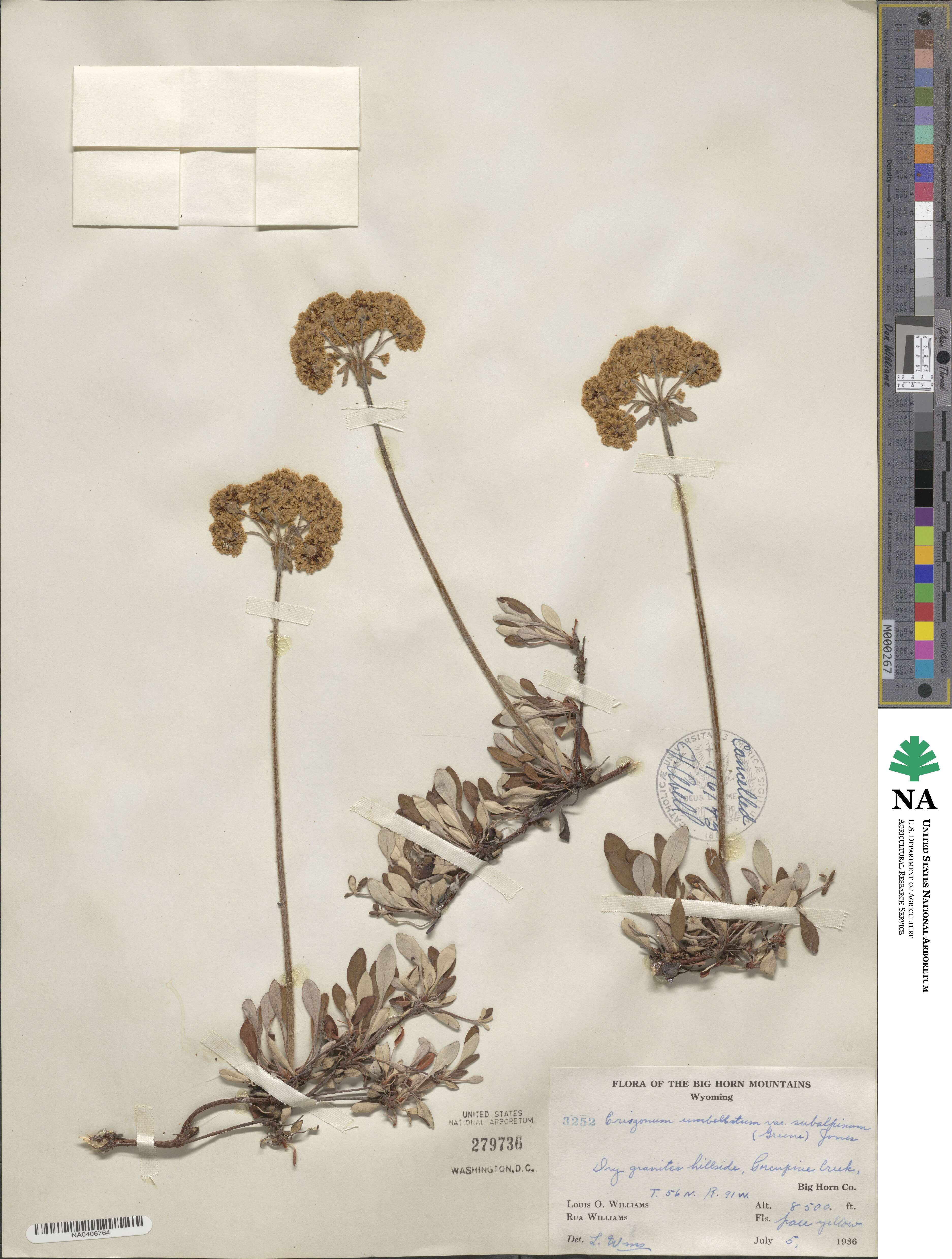 Eriogonum umbellatum var. majus image