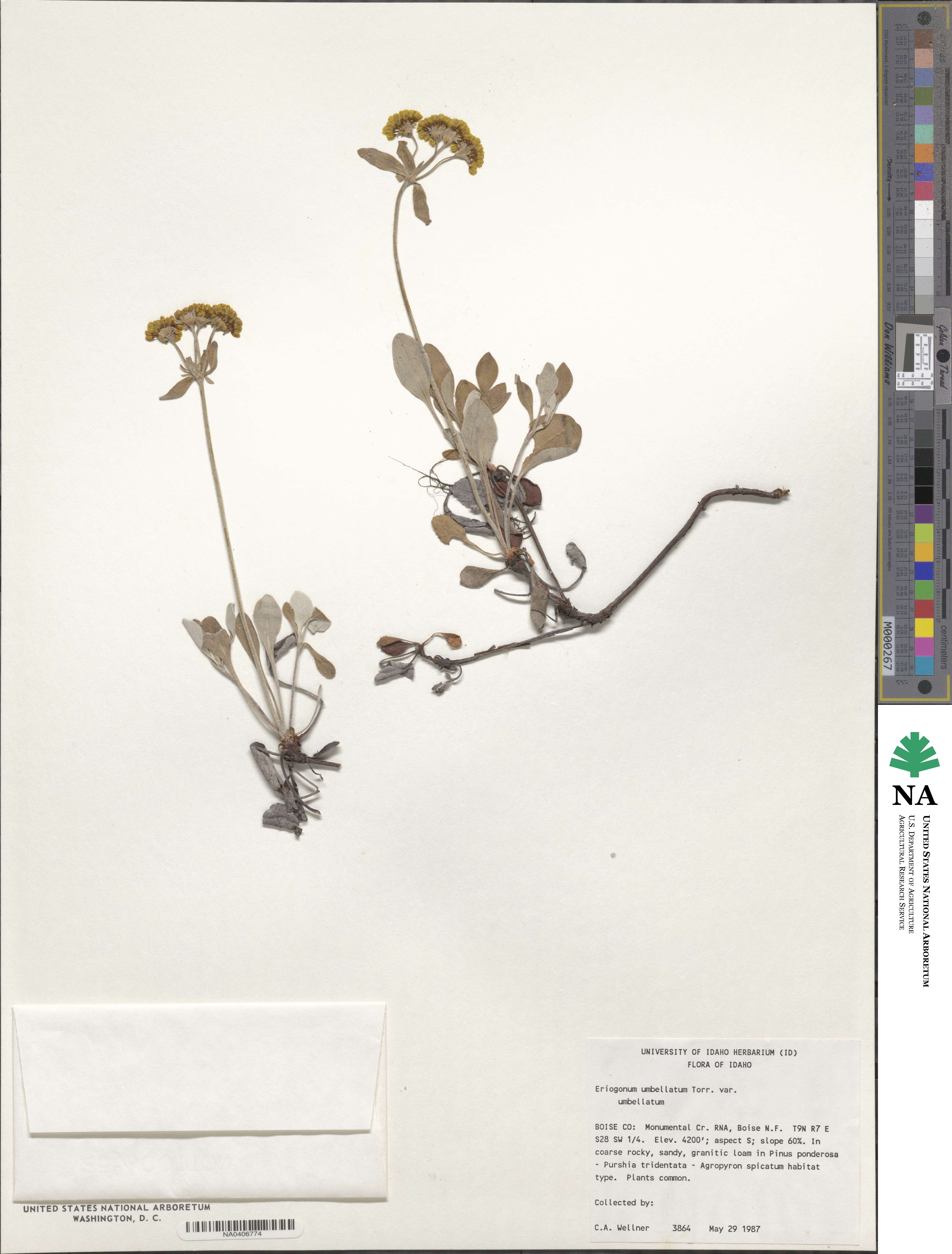 Eriogonum umbellatum var. umbellatum image