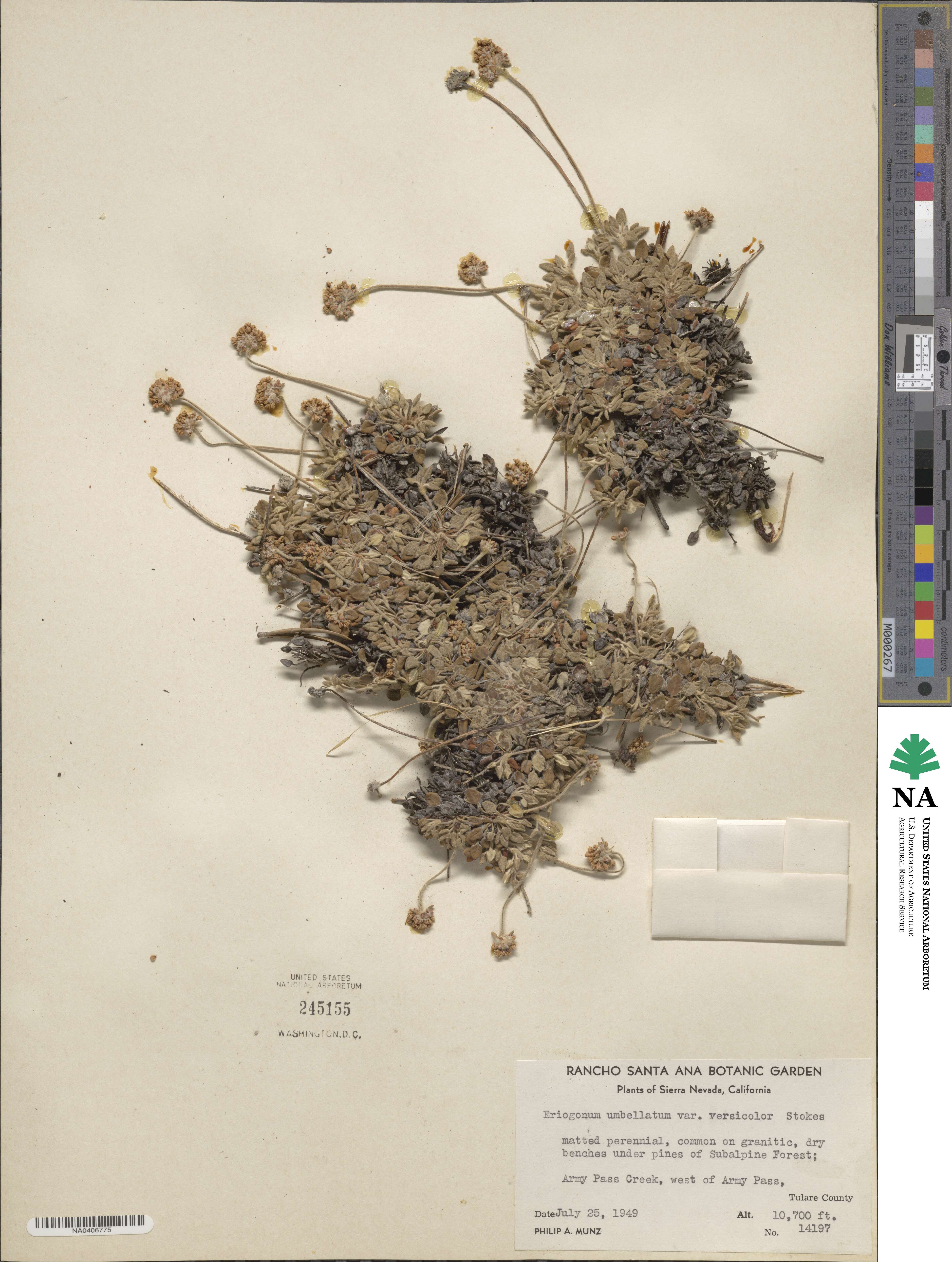 Eriogonum umbellatum var. versicolor image
