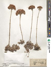Eriogonum ursinum image