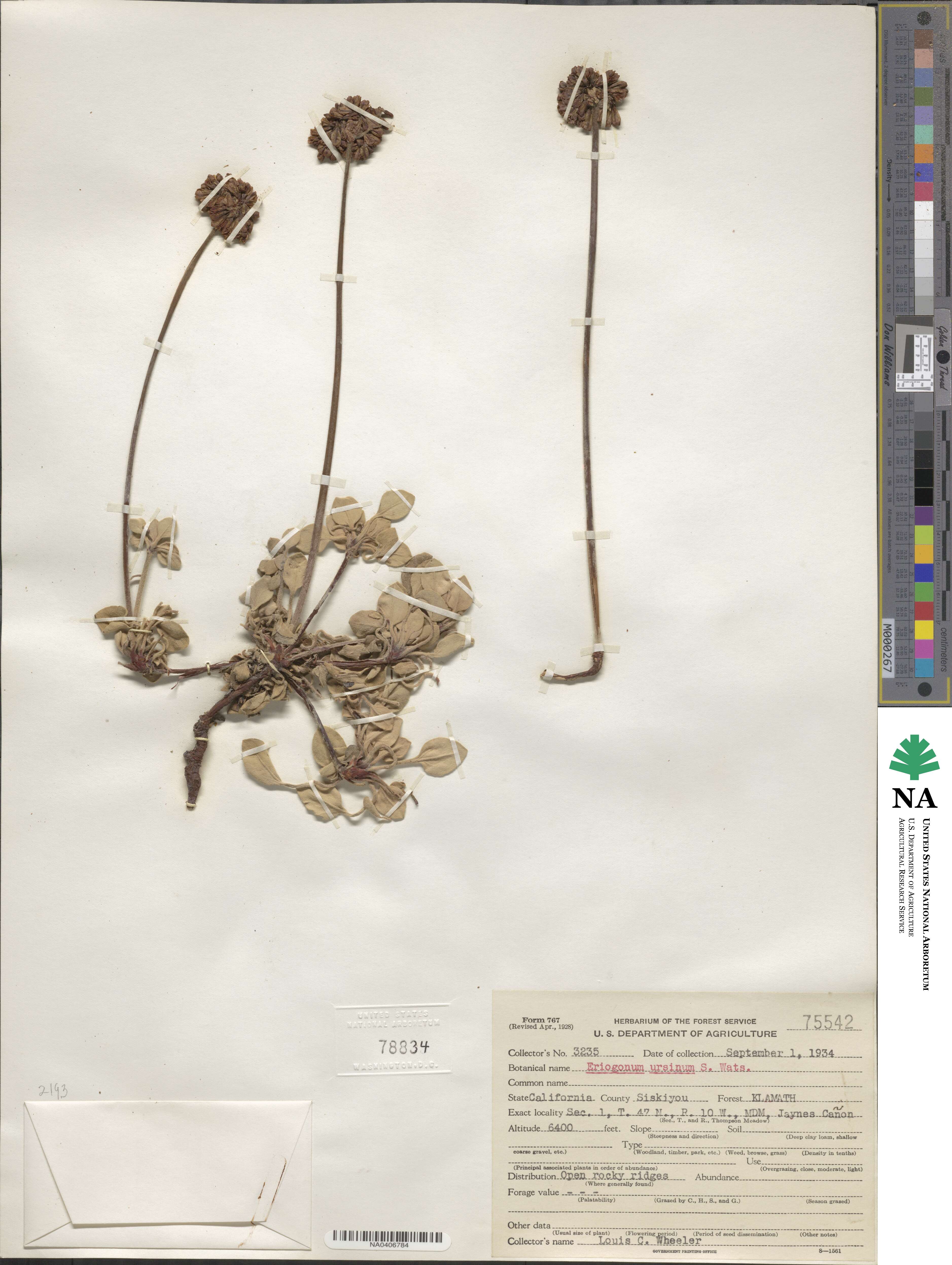 Eriogonum ursinum image
