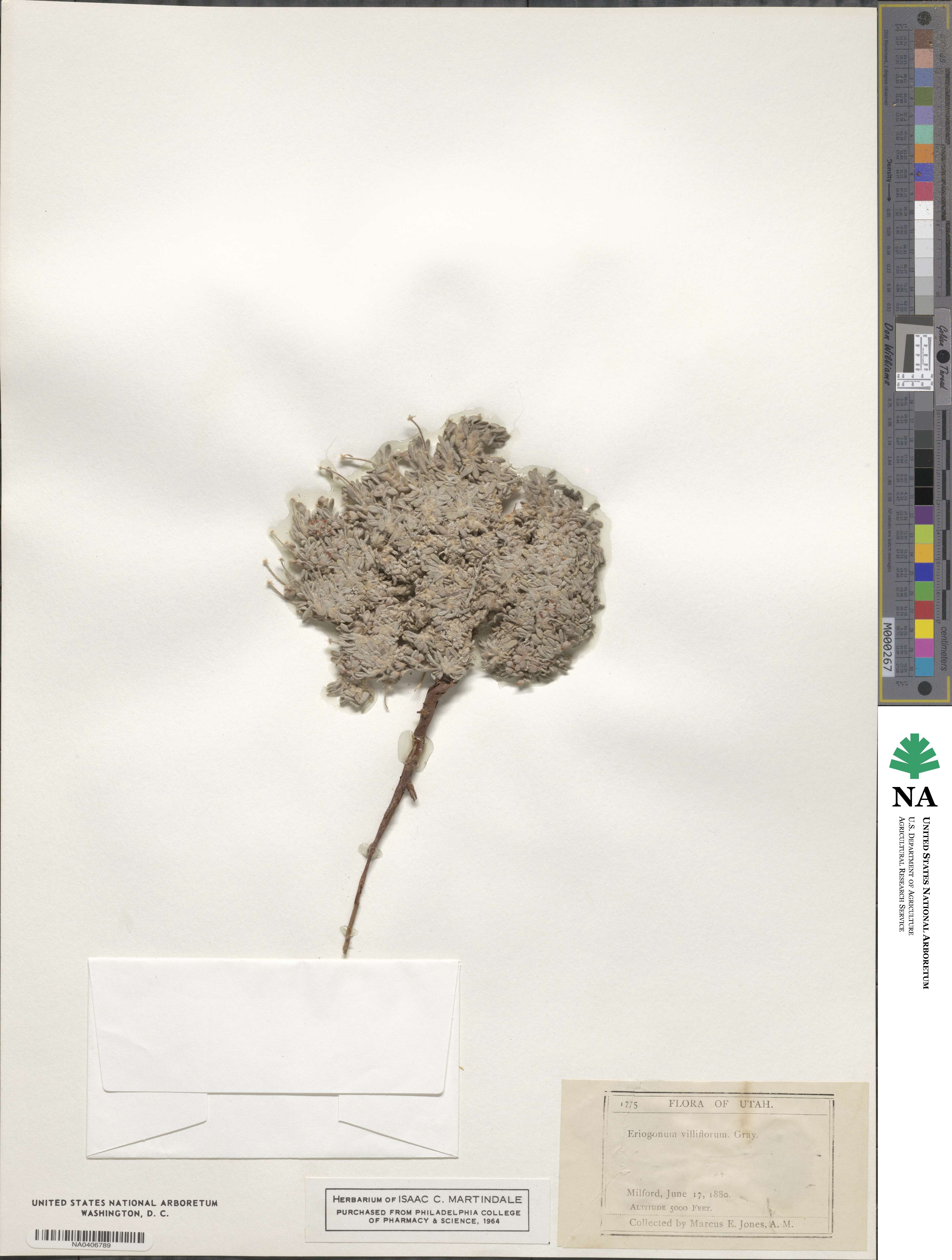 Eriogonum villiflorum image